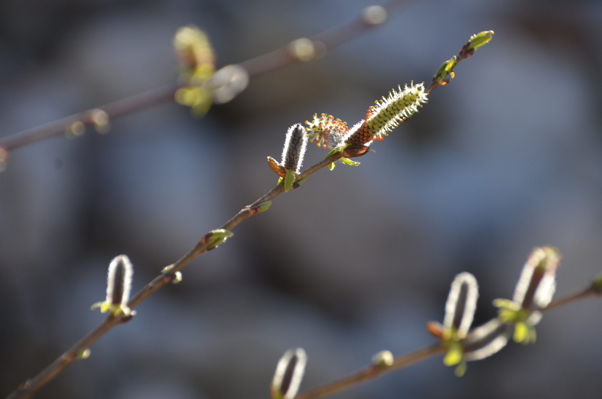 Sigma 18-250mm F3.5-6.3 DC Macro OS HSM sample photo. Dsc photography