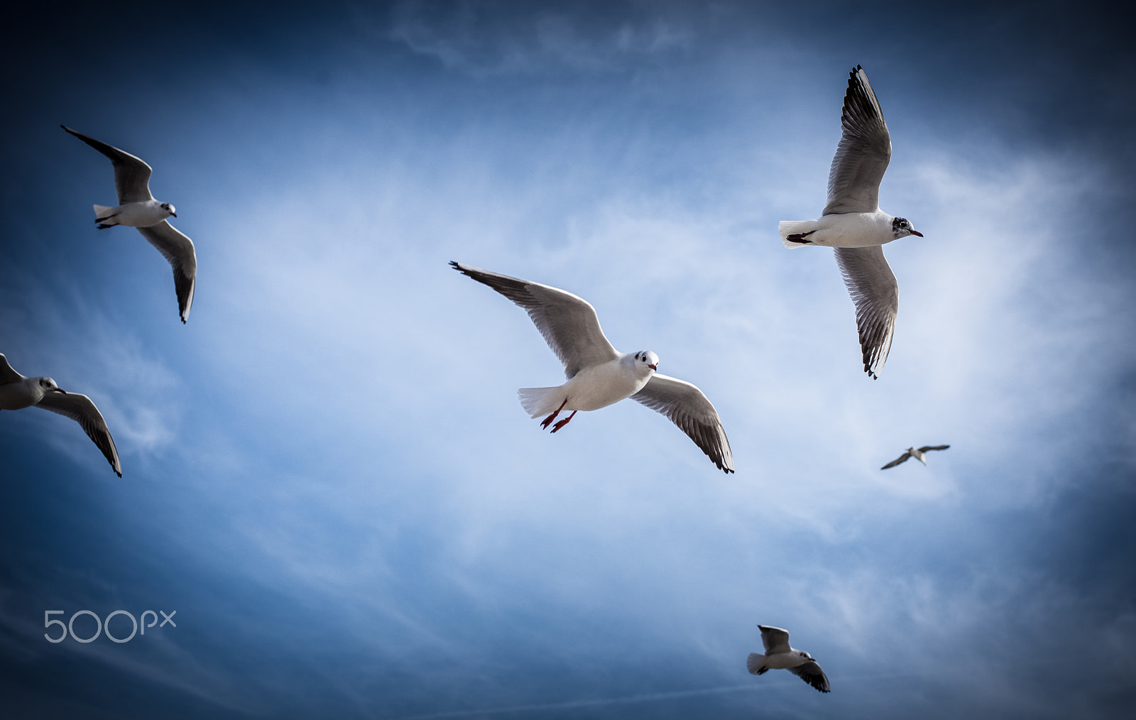 Nikon D610 sample photo. Flying seagulls photography