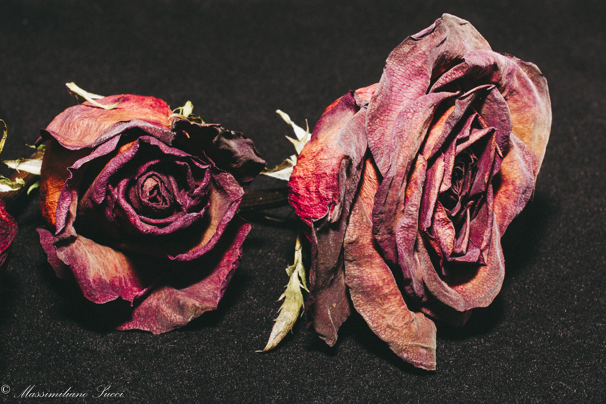 Canon EOS 70D + Canon EF 40mm F2.8 STM sample photo. Roses: color portrait photography