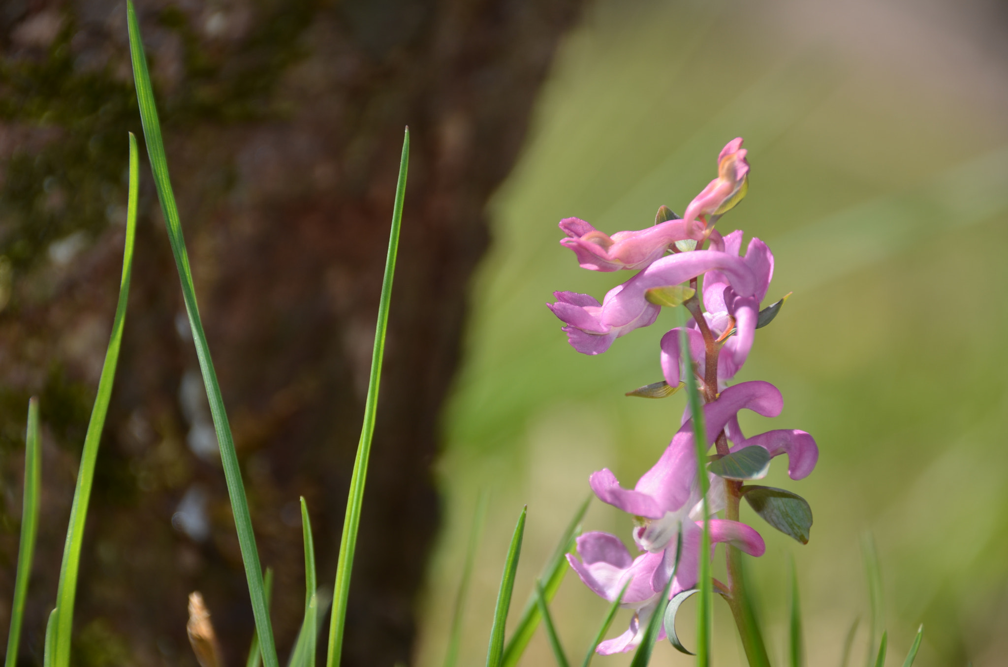 Sigma 18-250mm F3.5-6.3 DC Macro OS HSM sample photo. Dsc photography