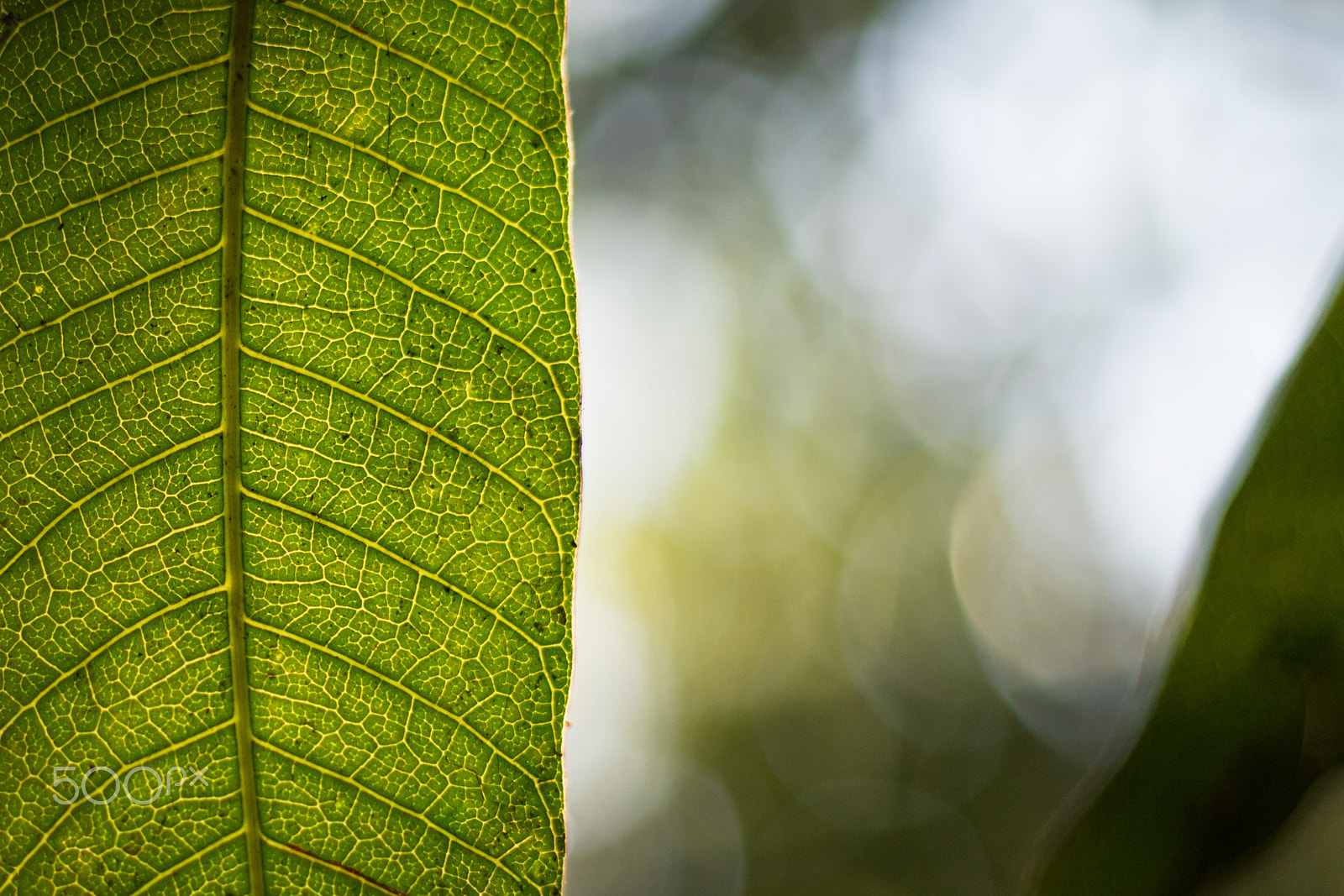 Sony a6300 sample photo. Green mango tree leaf photography