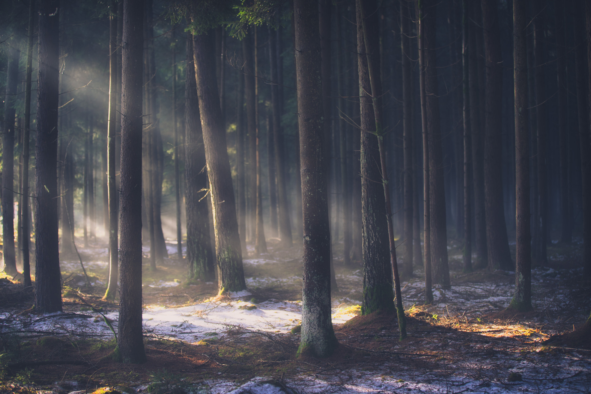 Canon EF 70-200mm F2.8L IS II USM sample photo. Into the trees photography