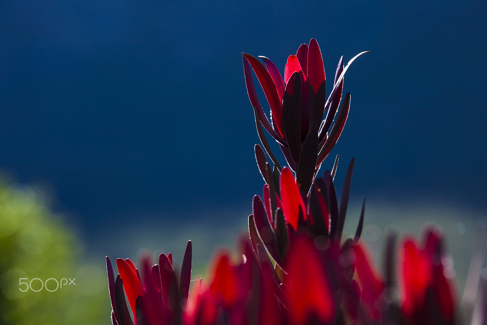 Canon EOS 5D Mark II + Tamron SP AF 70-200mm F2.8 Di LD (IF) MACRO sample photo. Franschhoek flora photography