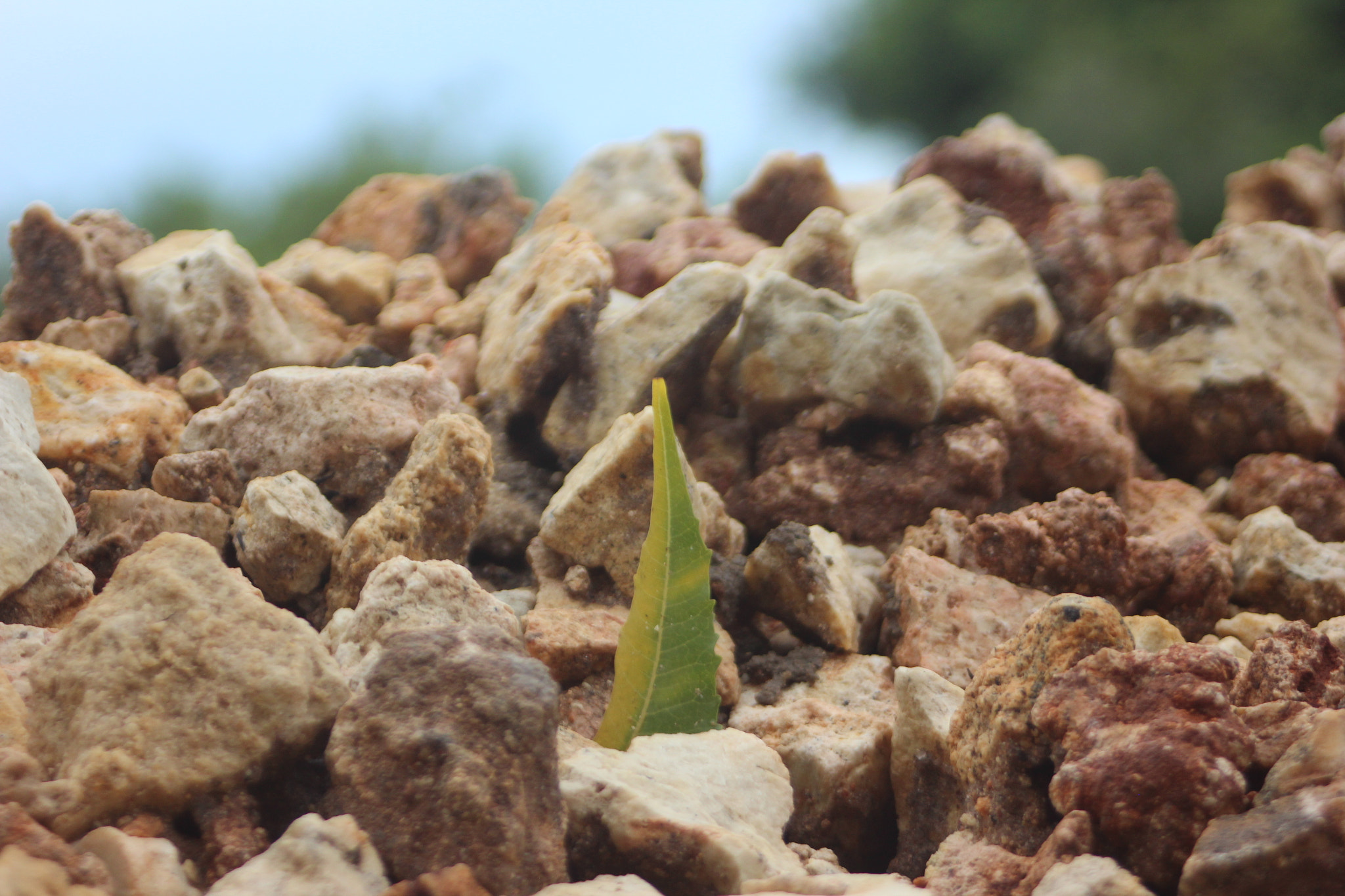 Canon EOS 600D (Rebel EOS T3i / EOS Kiss X5) + Canon EF 28-80mm f/3.5-5.6 sample photo. A leaf among rocks photography