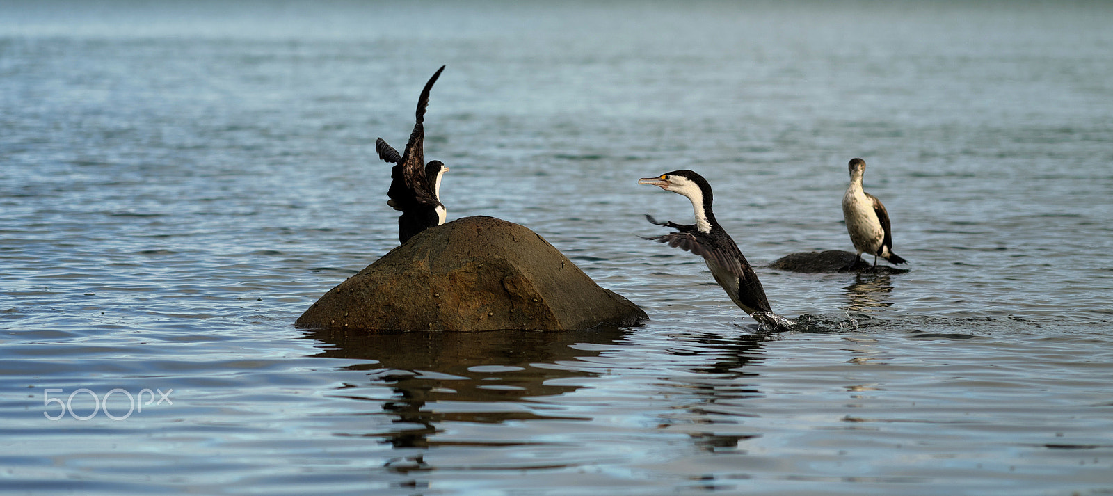 Fujifilm X-T1 + Fujifilm XF 90mm F2 R LM WR sample photo. Pied shag photography