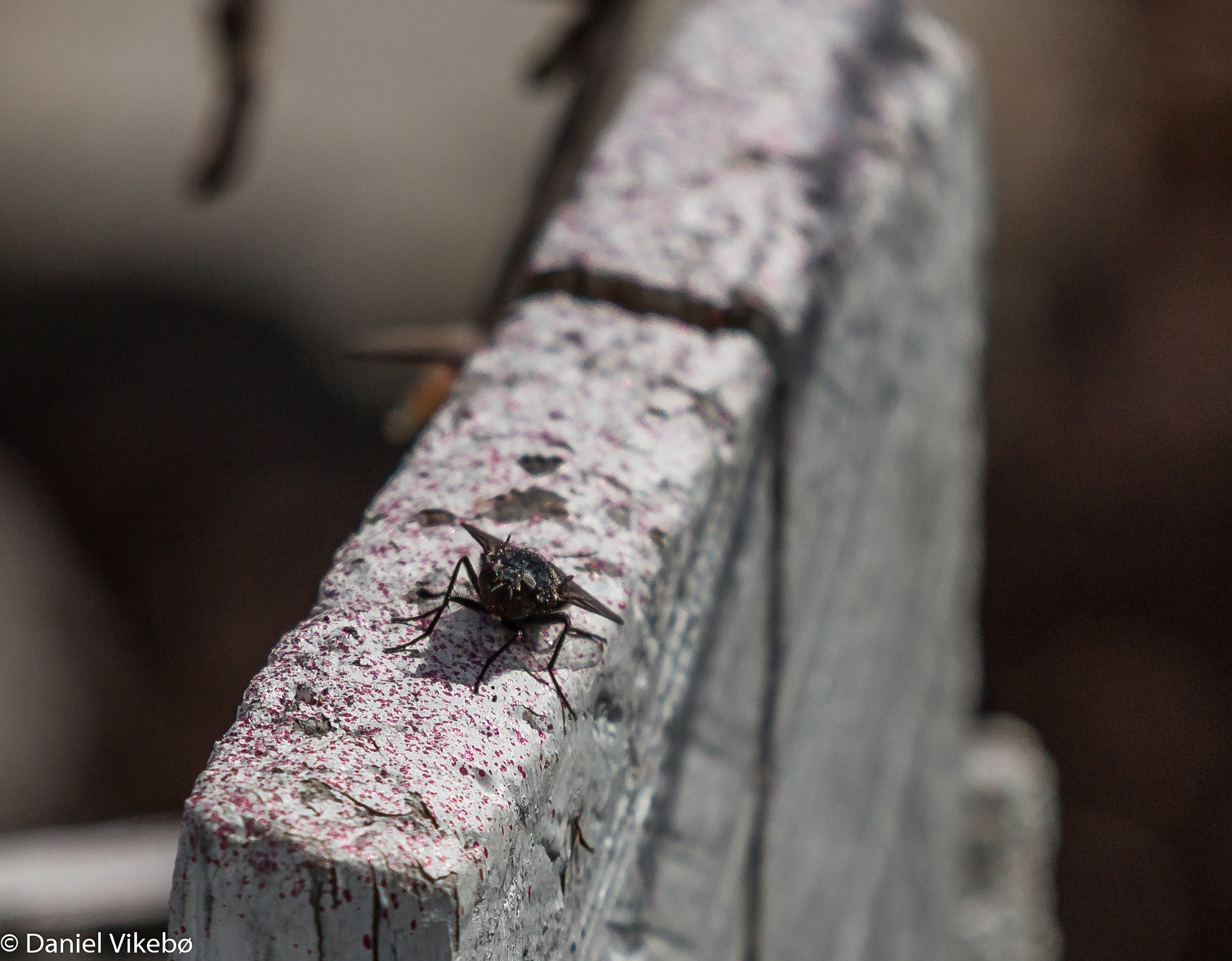 Canon EOS 50D + Sigma 50-500mm f/4-6.3 APO HSM EX sample photo. Fly photography