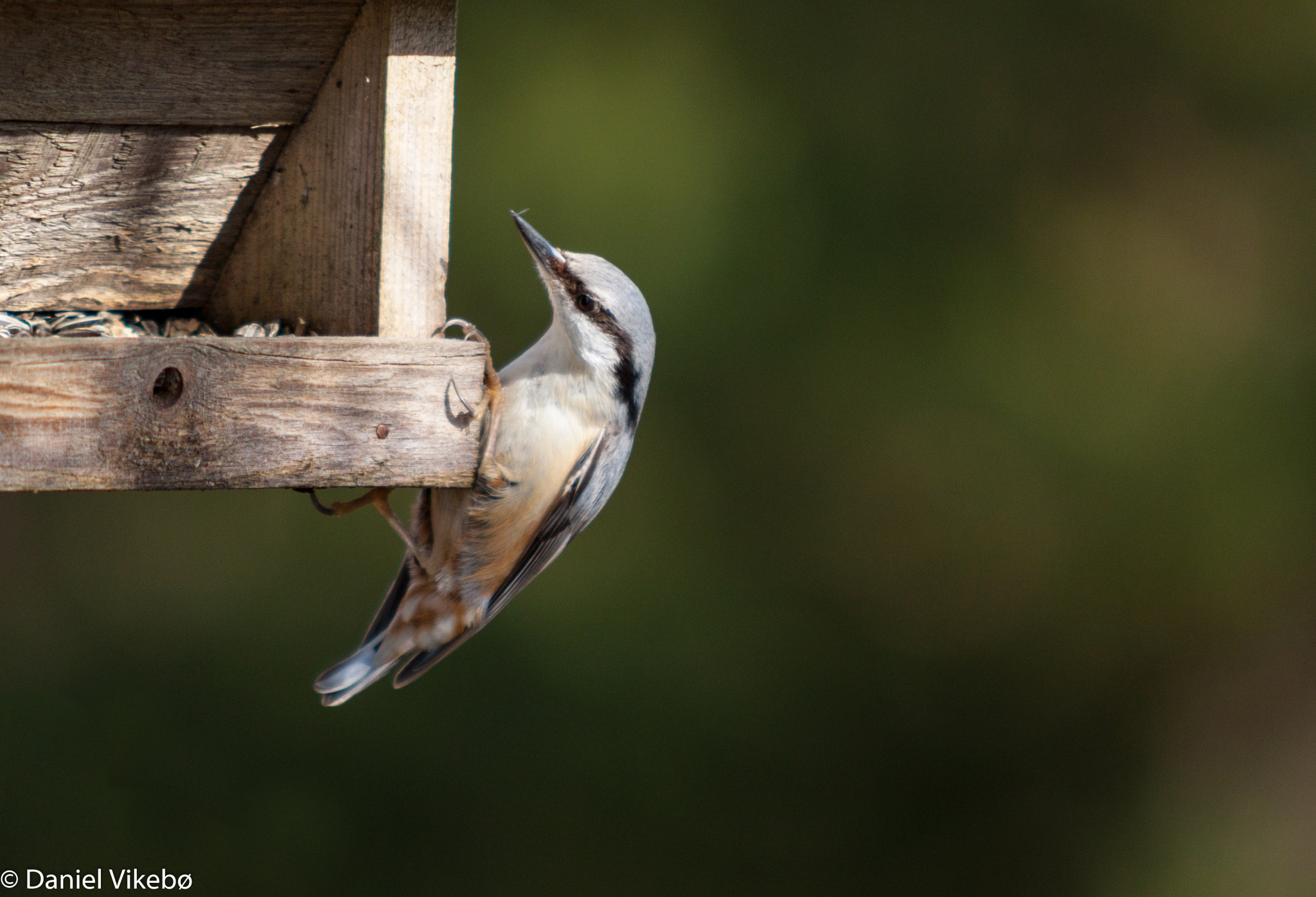 Canon EOS 50D sample photo. Nuthatch photography