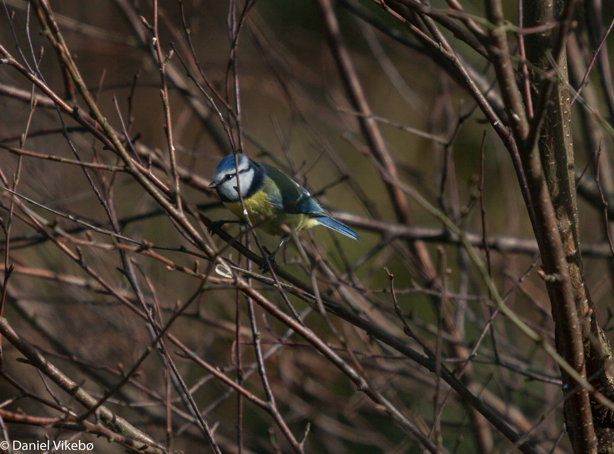 Canon EOS 50D sample photo. Blue tit 2 photography