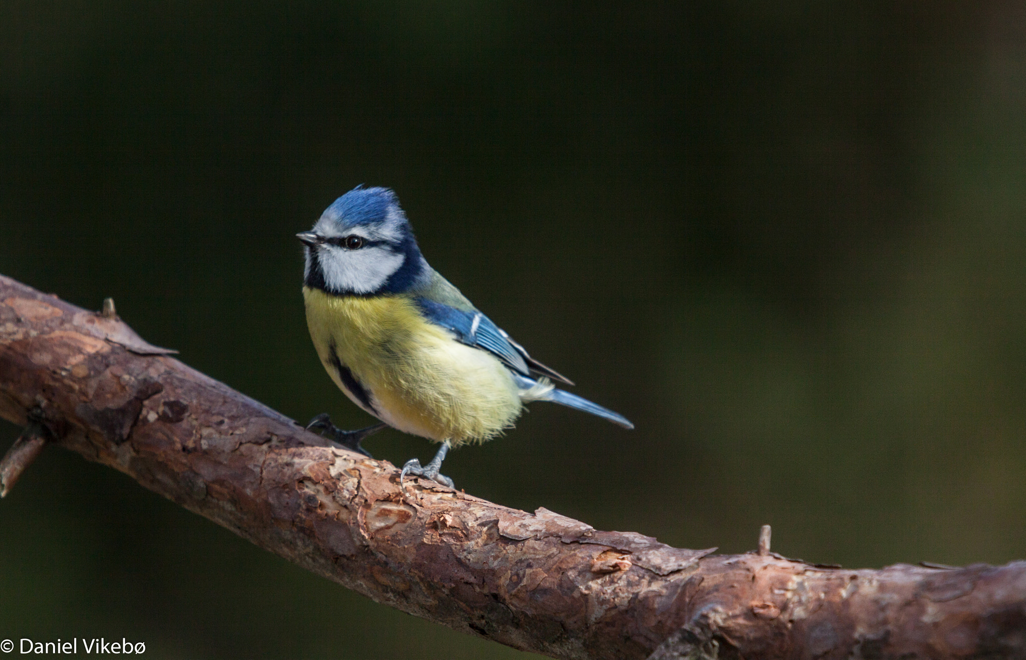 Sigma 50-500mm f/4-6.3 APO HSM EX sample photo. Blue tit photography