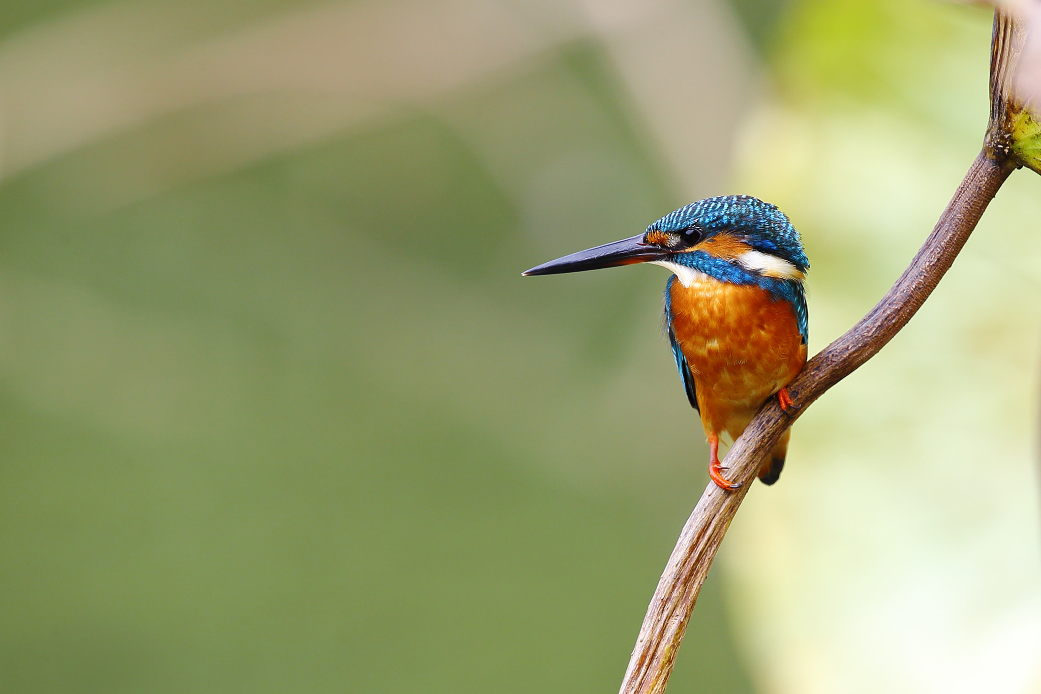 Canon EF 300mm F2.8L IS II USM sample photo. Kingfisher photography