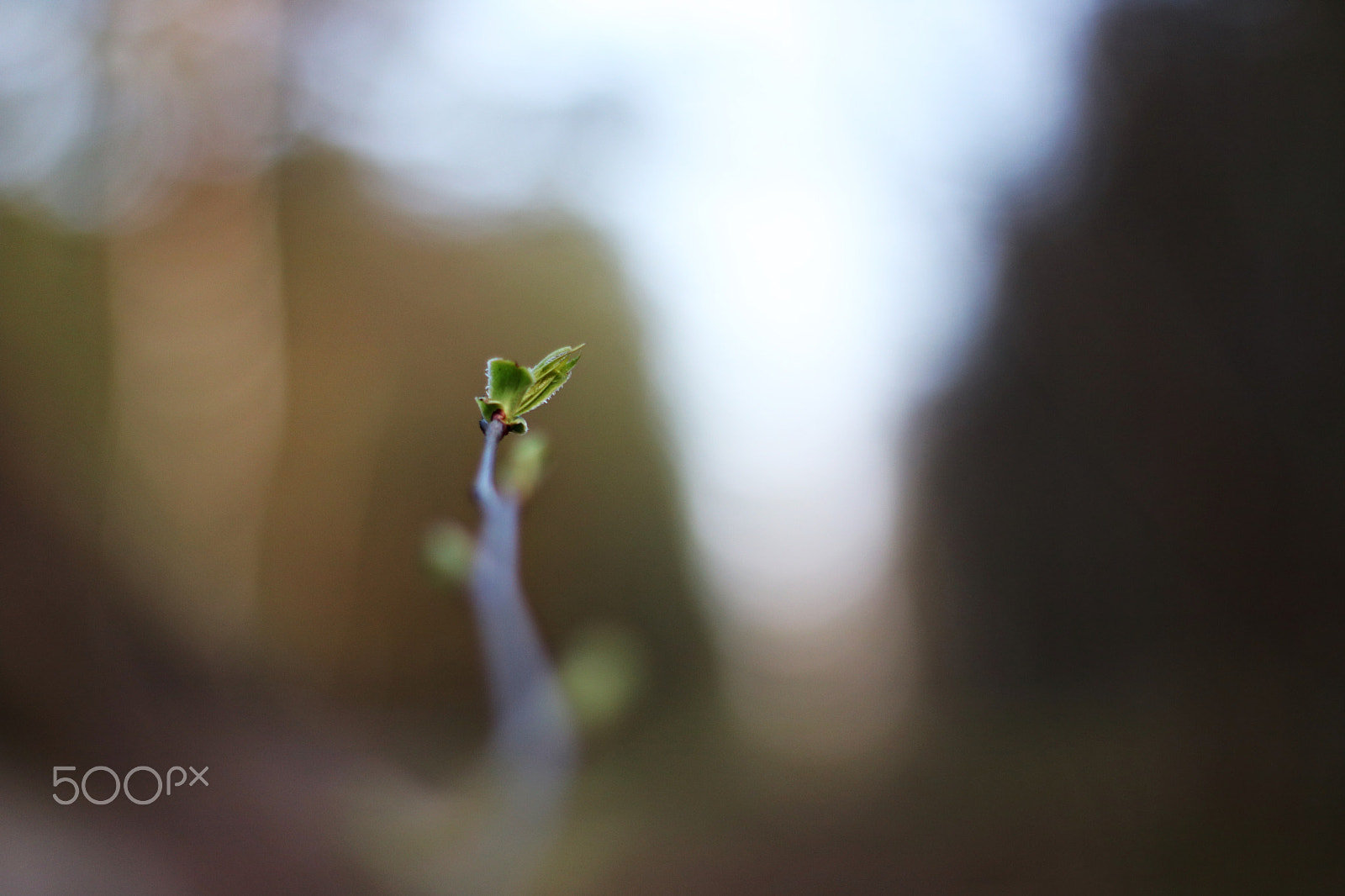 Canon EOS 750D (EOS Rebel T6i / EOS Kiss X8i) + Canon EF 50mm F1.8 II sample photo. Going up! photography