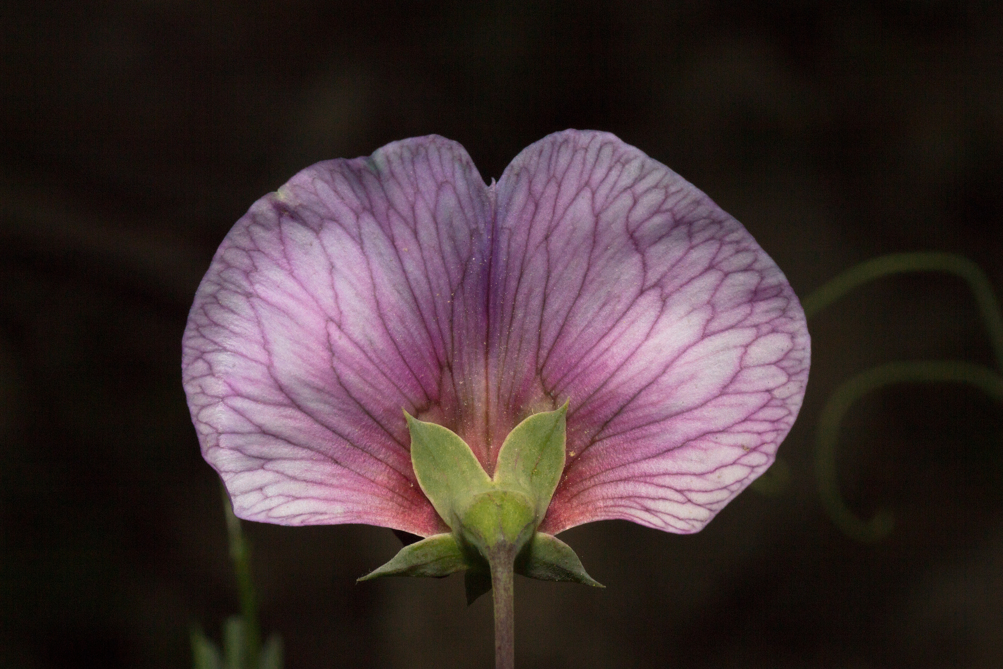 Canon EOS 700D (EOS Rebel T5i / EOS Kiss X7i) + Tamron SP AF 90mm F2.8 Di Macro sample photo. : ) photography