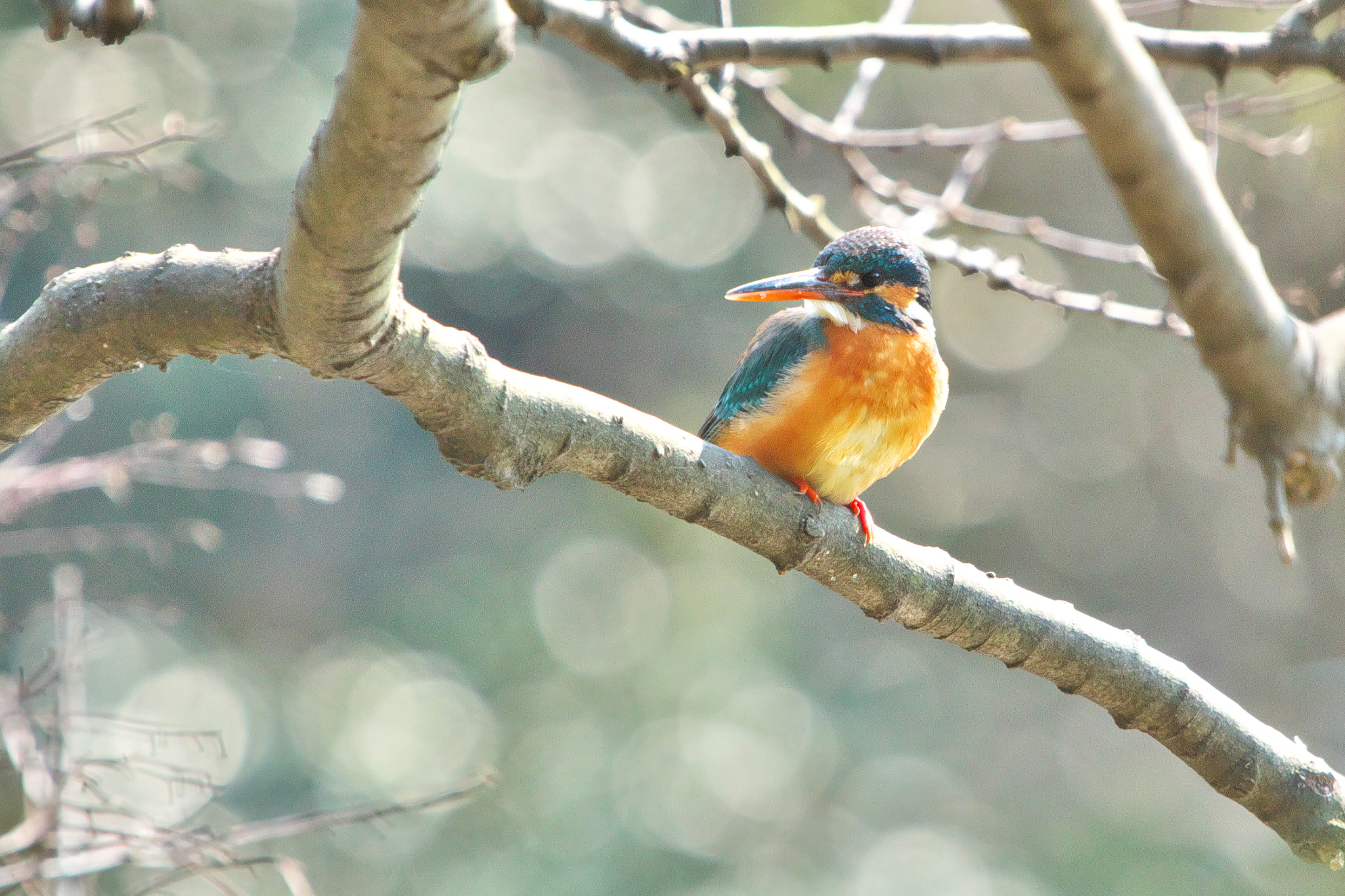 Canon EOS 70D sample photo. Kingfisher photography