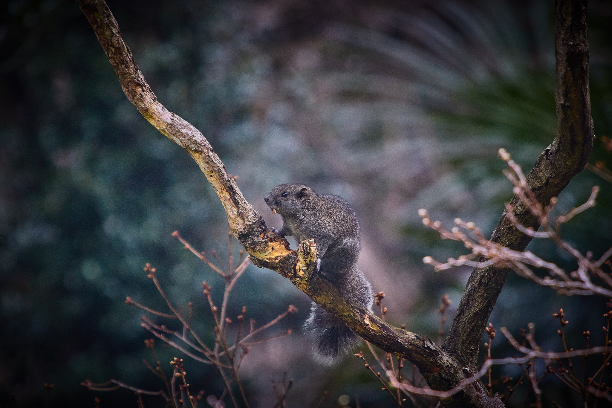 Canon EF 70-200mm F2.8L IS USM sample photo. Squirrel photography