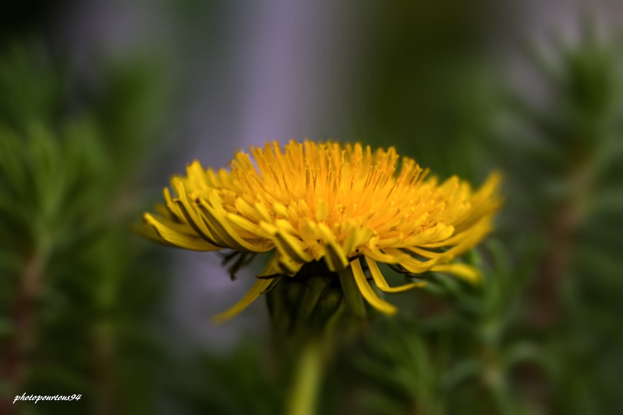 Sigma 70-200mm F2.8 EX DG OS HSM sample photo. Pissenlit fleur photography