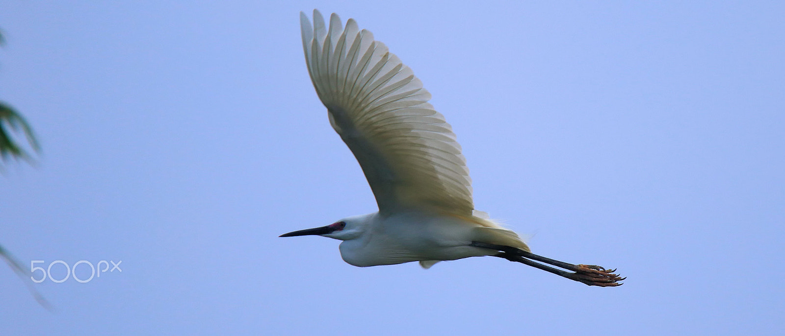 Tamron SP 150-600mm F5-6.3 Di VC USD sample photo. The little egret photography