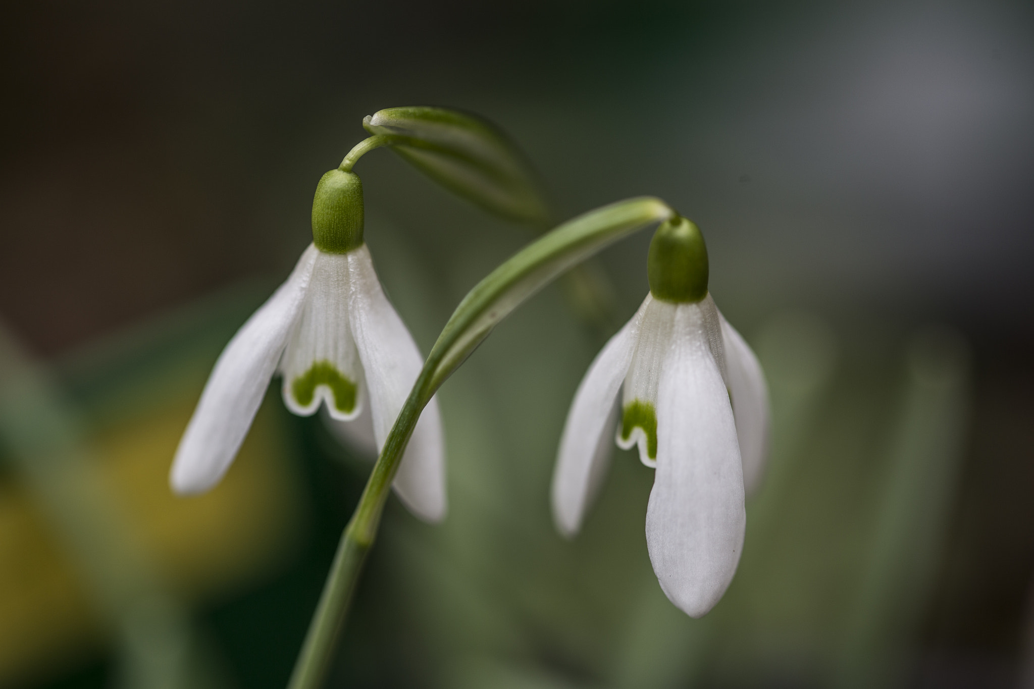 Sigma 105mm F2.8 EX DG OS HSM sample photo. Spring snowdrops photography