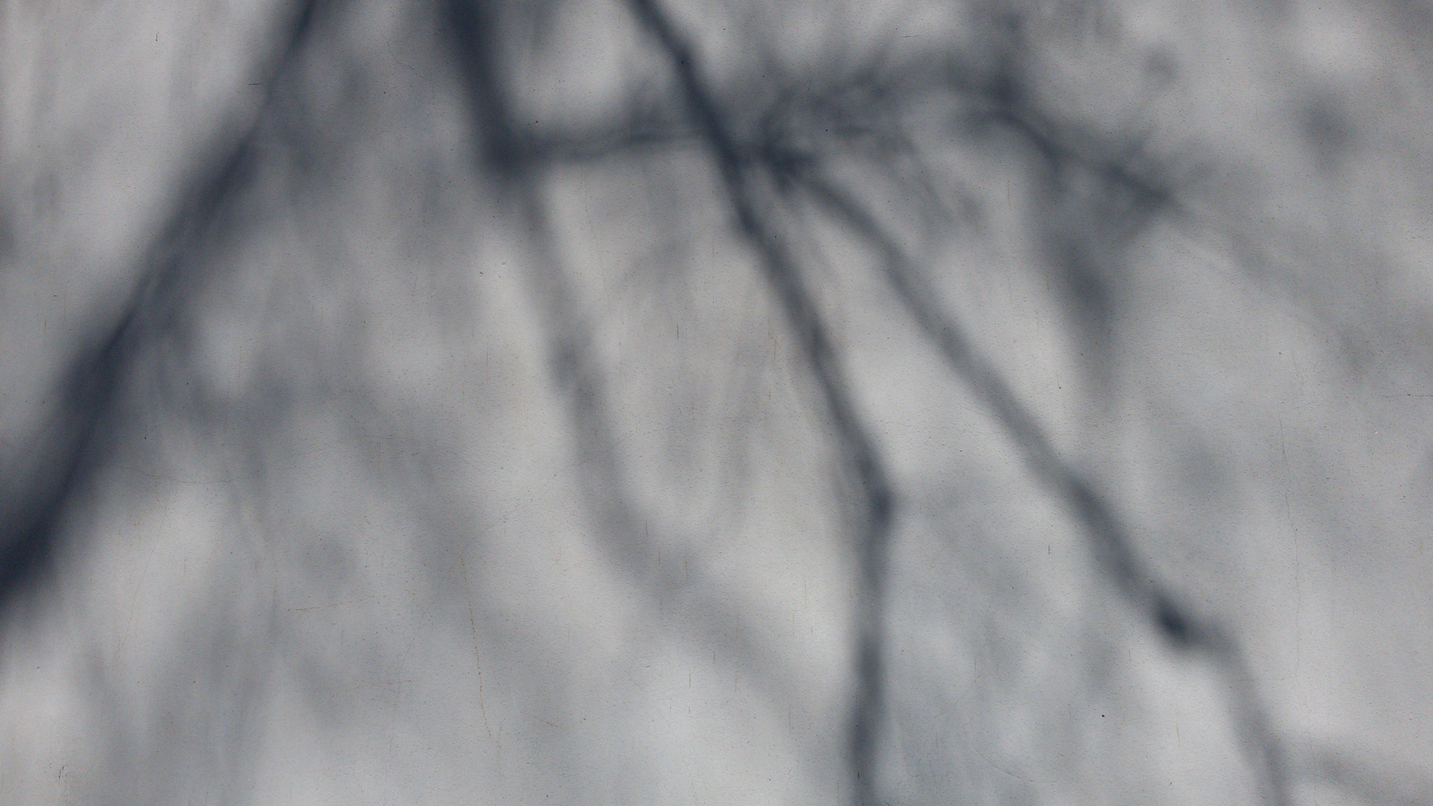 Samsung Galaxy S3 Neo sample photo. Tree shadows photography