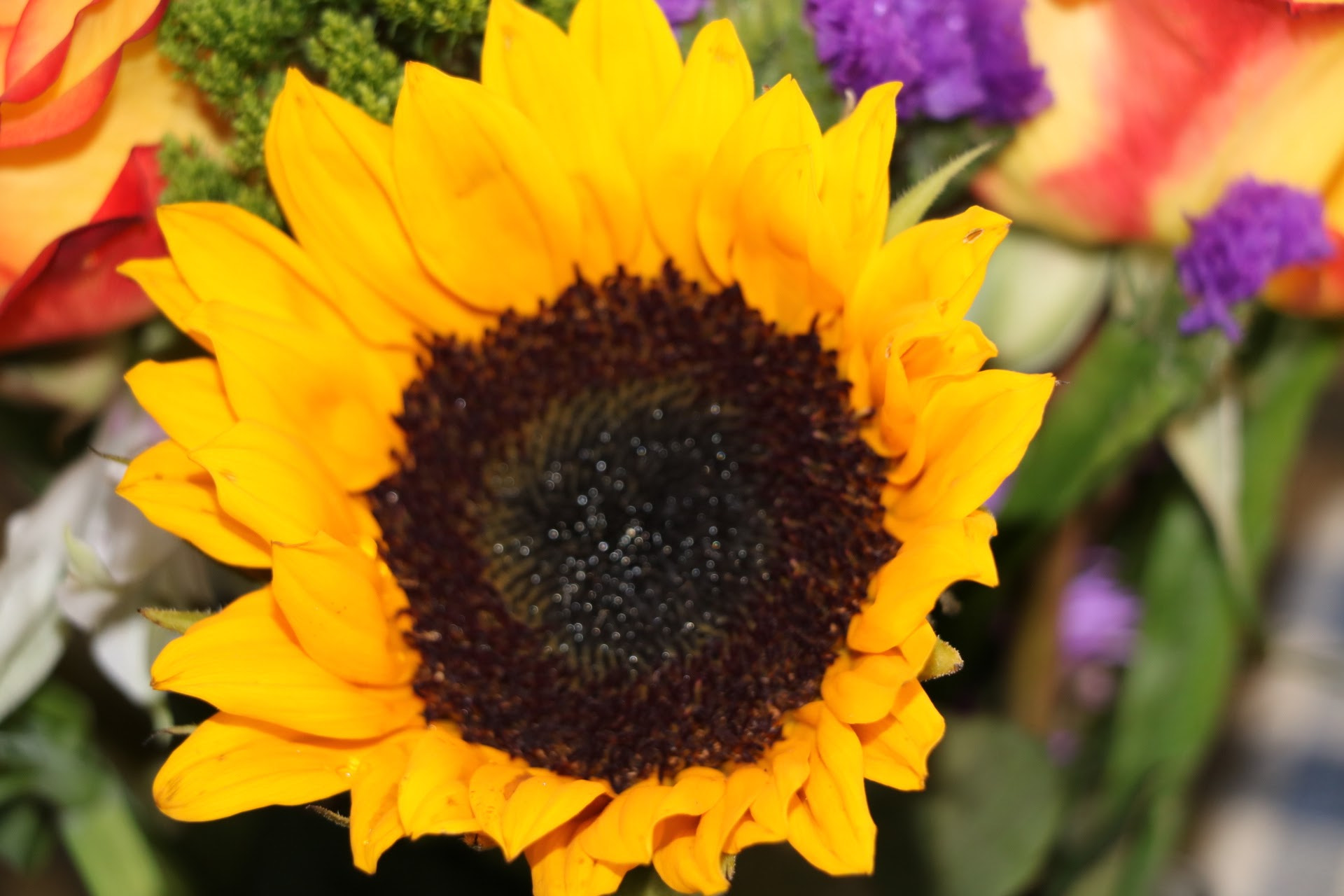 Canon EOS 760D (EOS Rebel T6s / EOS 8000D) sample photo. Img photography