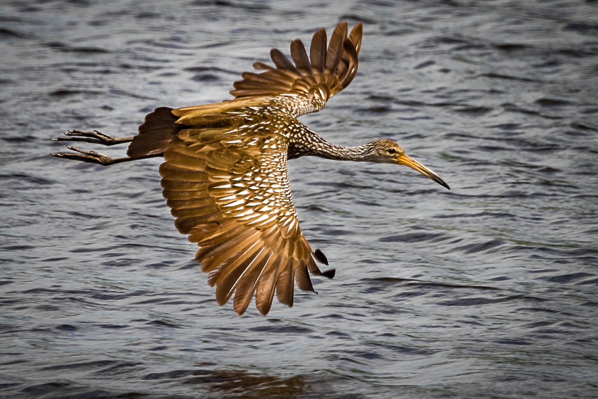 Canon EOS 7D Mark II sample photo. Limpkin flight photography