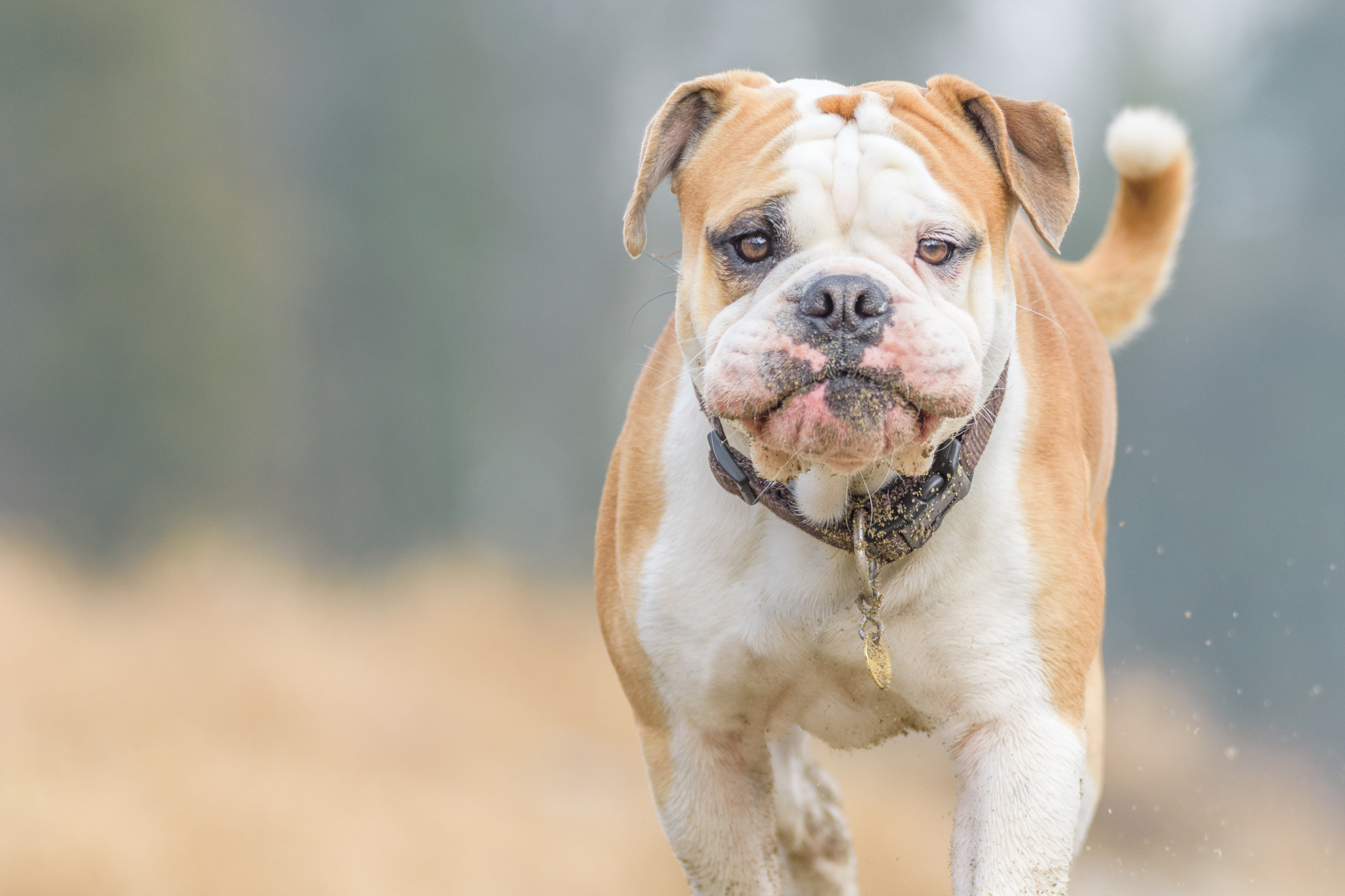 Sigma 150-600mm F5-6.3 DG OS HSM | C sample photo. Walking dog photography