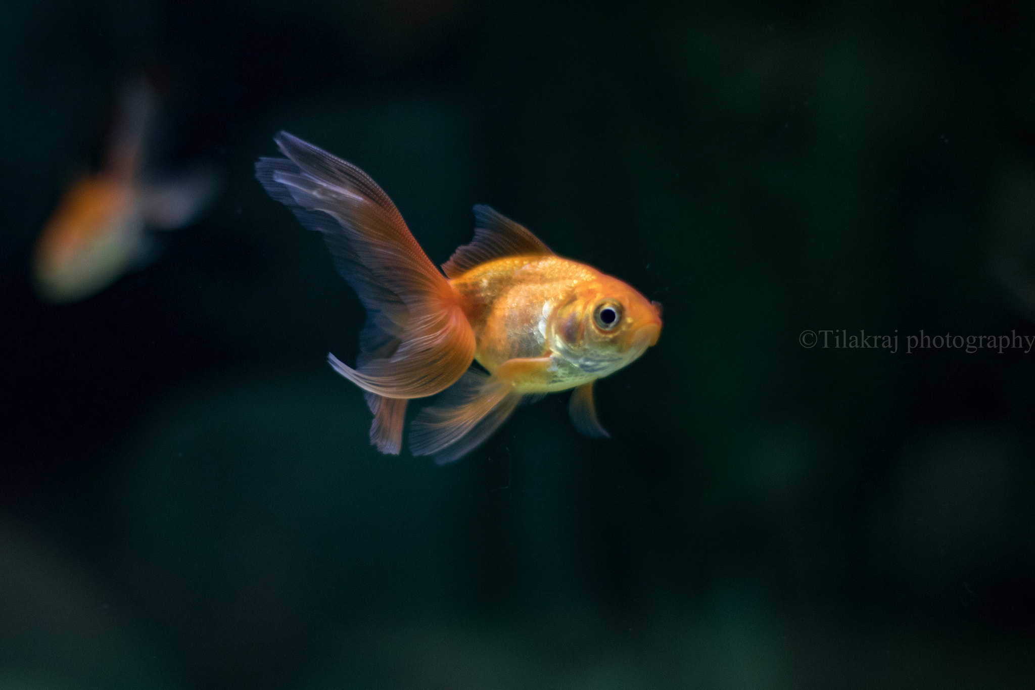 Canon EOS 7D Mark II + Canon EF 50mm F1.4 USM sample photo. Life inside water is also precious! photography