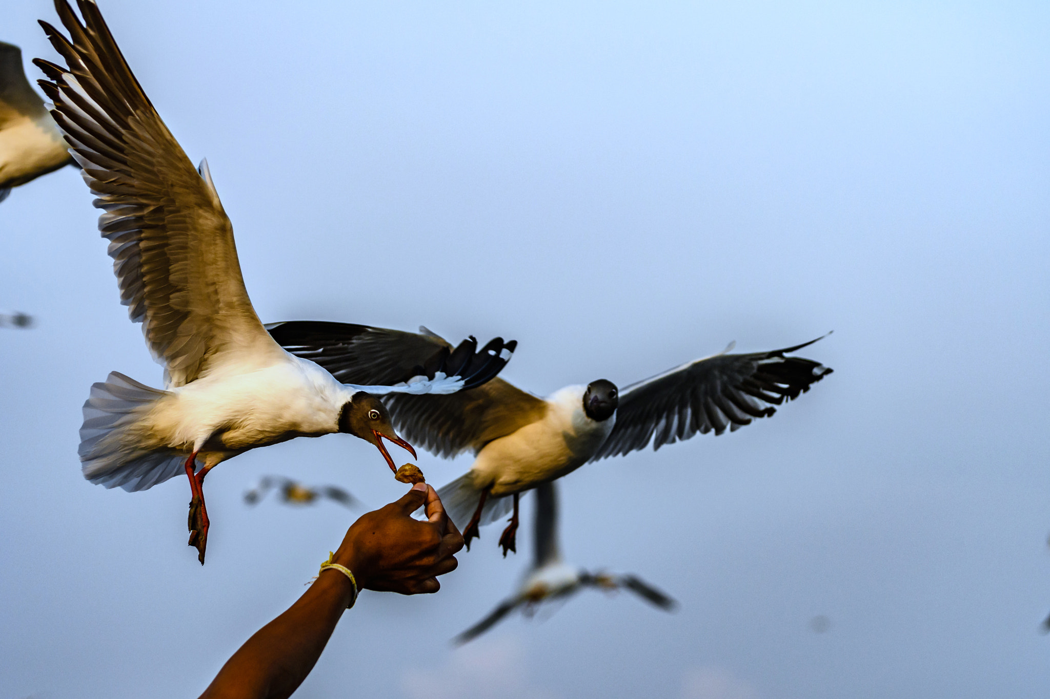 Nikon D500 sample photo. Feeding the seagull photography