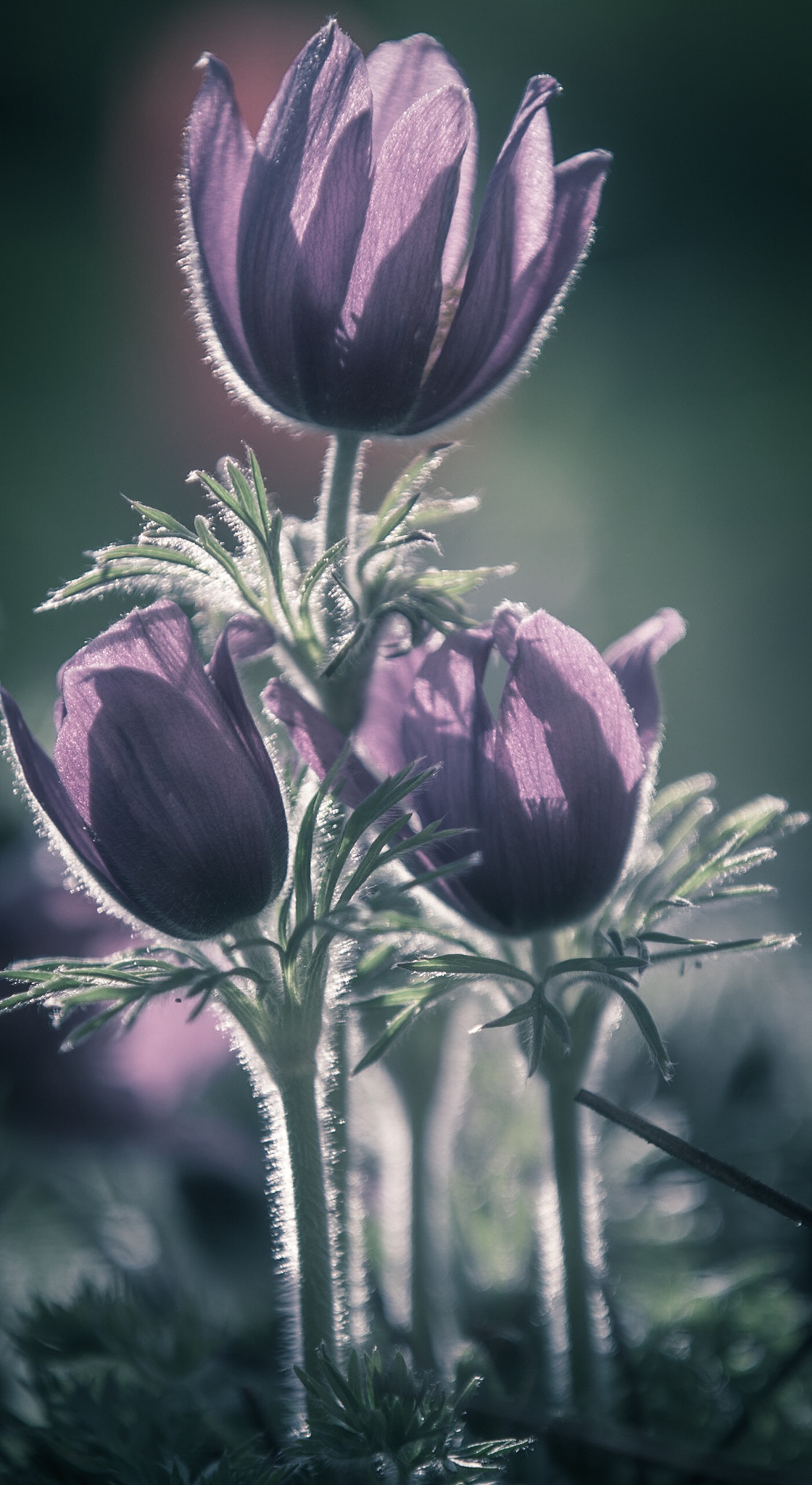 Canon EF 70-200mm F2.8L IS II USM sample photo. Dreaming photography