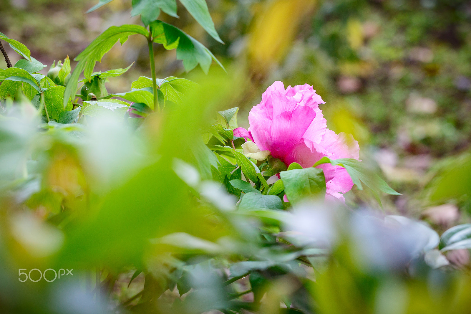 Canon EF 100mm F2.8L Macro IS USM sample photo. 花开富贵 photography