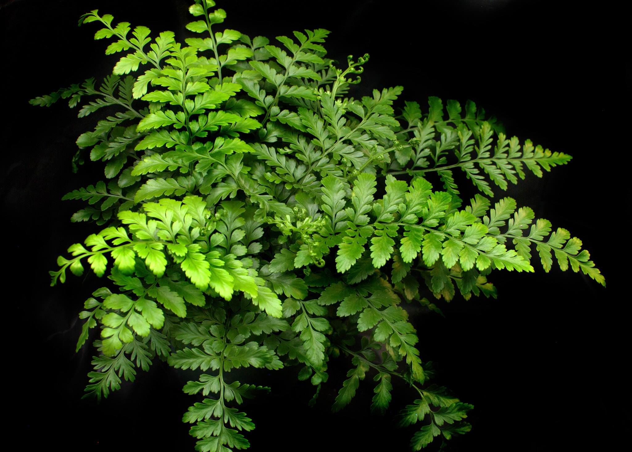 Nikon D3000 + Nikon AF-S DX Nikkor 35mm F1.8G sample photo. Mother fern asplenium bulbiferum photography