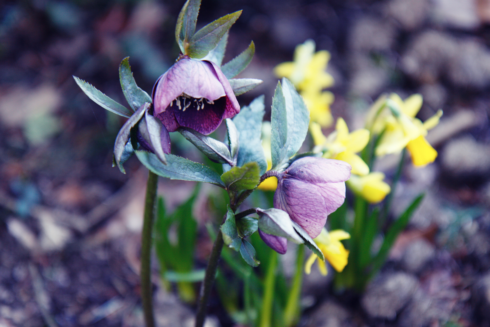 Canon EOS 50D + Canon EF-S 17-55mm F2.8 IS USM sample photo. Blume photography