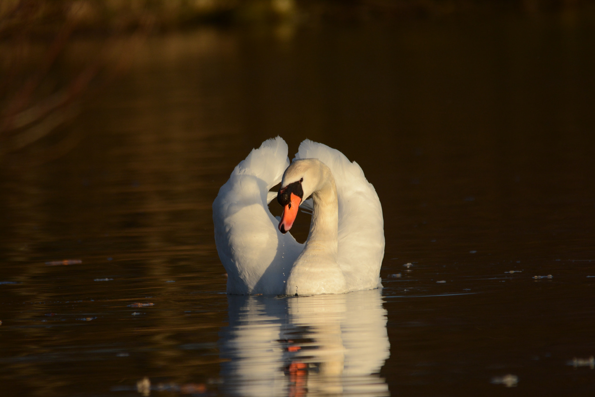 Sigma 150-500mm F5-6.3 DG OS HSM sample photo. Cygne tuberculé (cygnus olor) photography