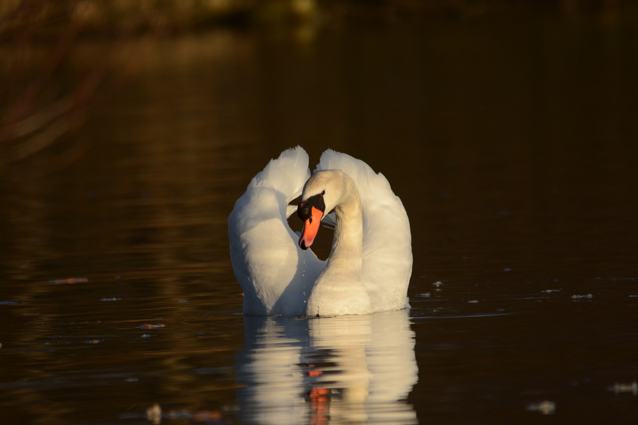 Nikon D7100 + Sigma 150-500mm F5-6.3 DG OS HSM sample photo. Cygne tuberculé (cygnus olor) photography