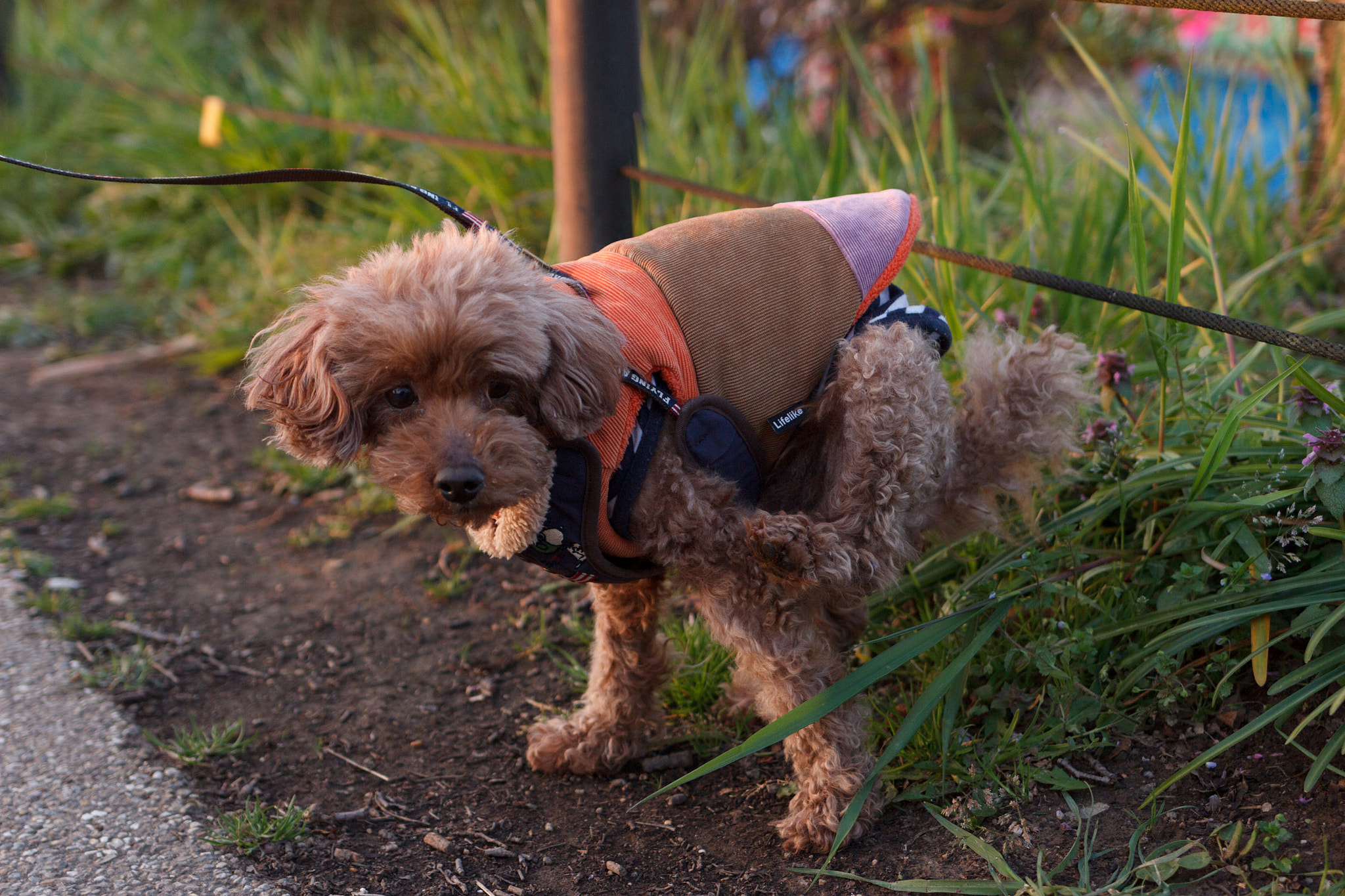 Canon EF 35mm F2 IS USM sample photo. Cute dog photography