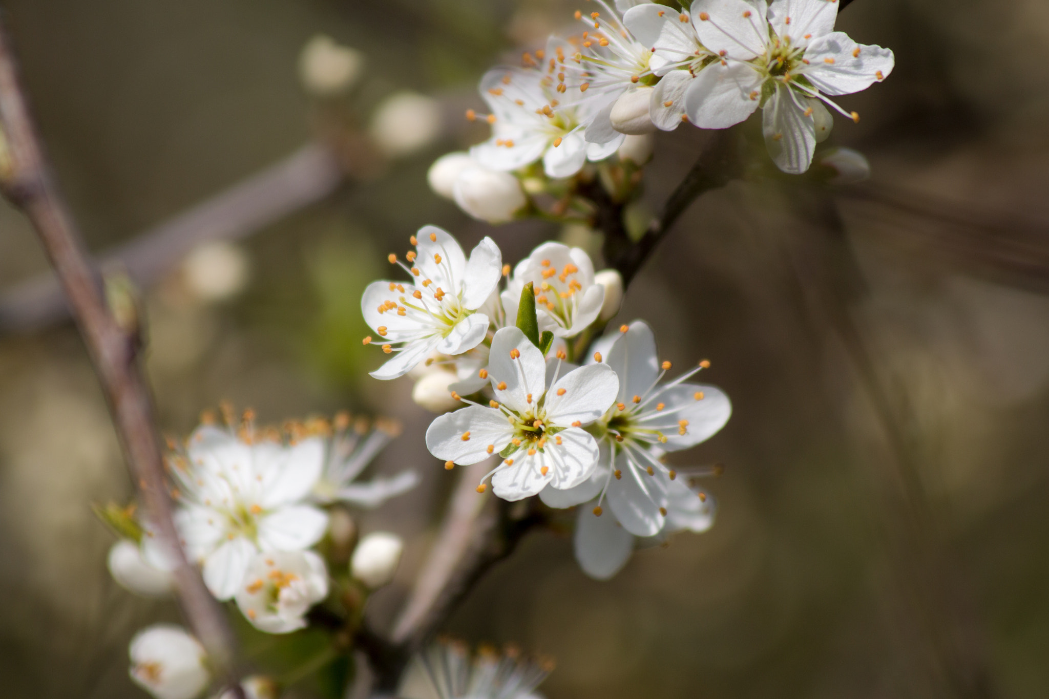 Canon EF 70-300mm F4-5.6 IS USM sample photo. Spring photography