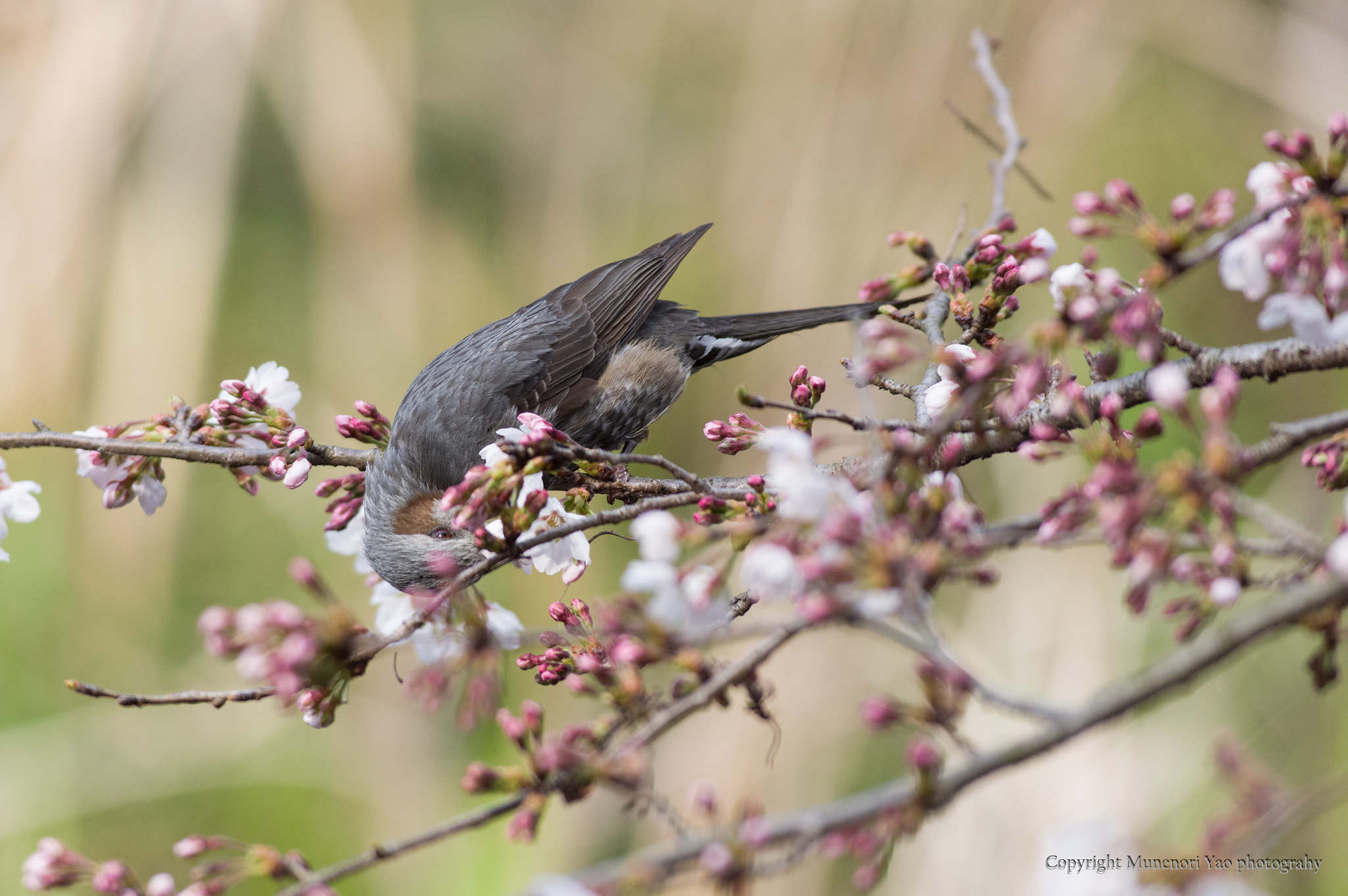 Pentax smc DA* 300mm F4.0 ED (IF) SDM sample photo. Bulbul and cherry blossoms photography