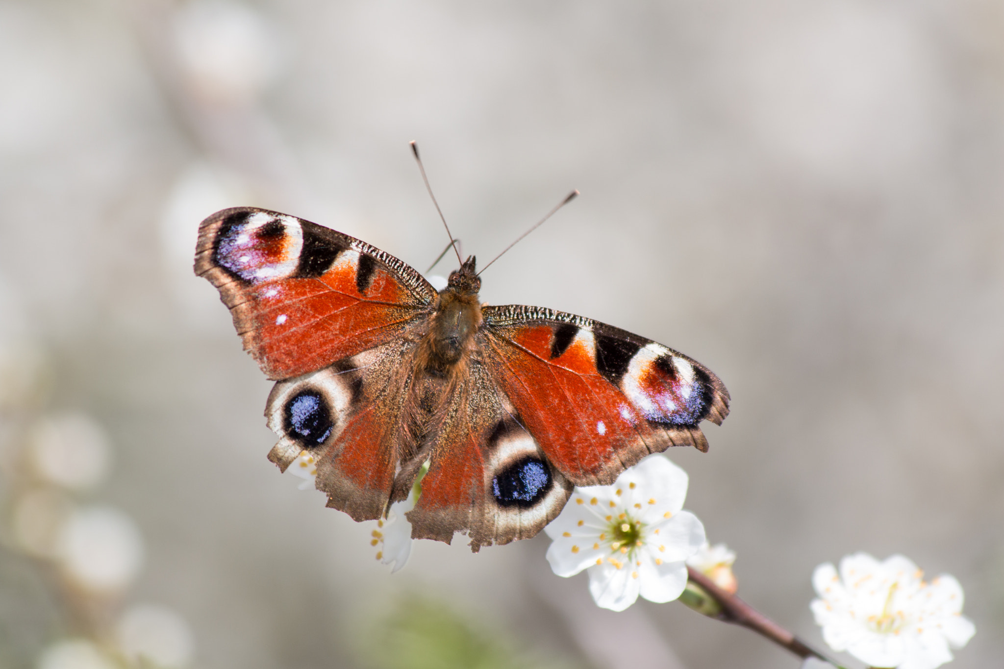 Canon EF 70-300mm F4-5.6 IS USM sample photo. Butterfly photography