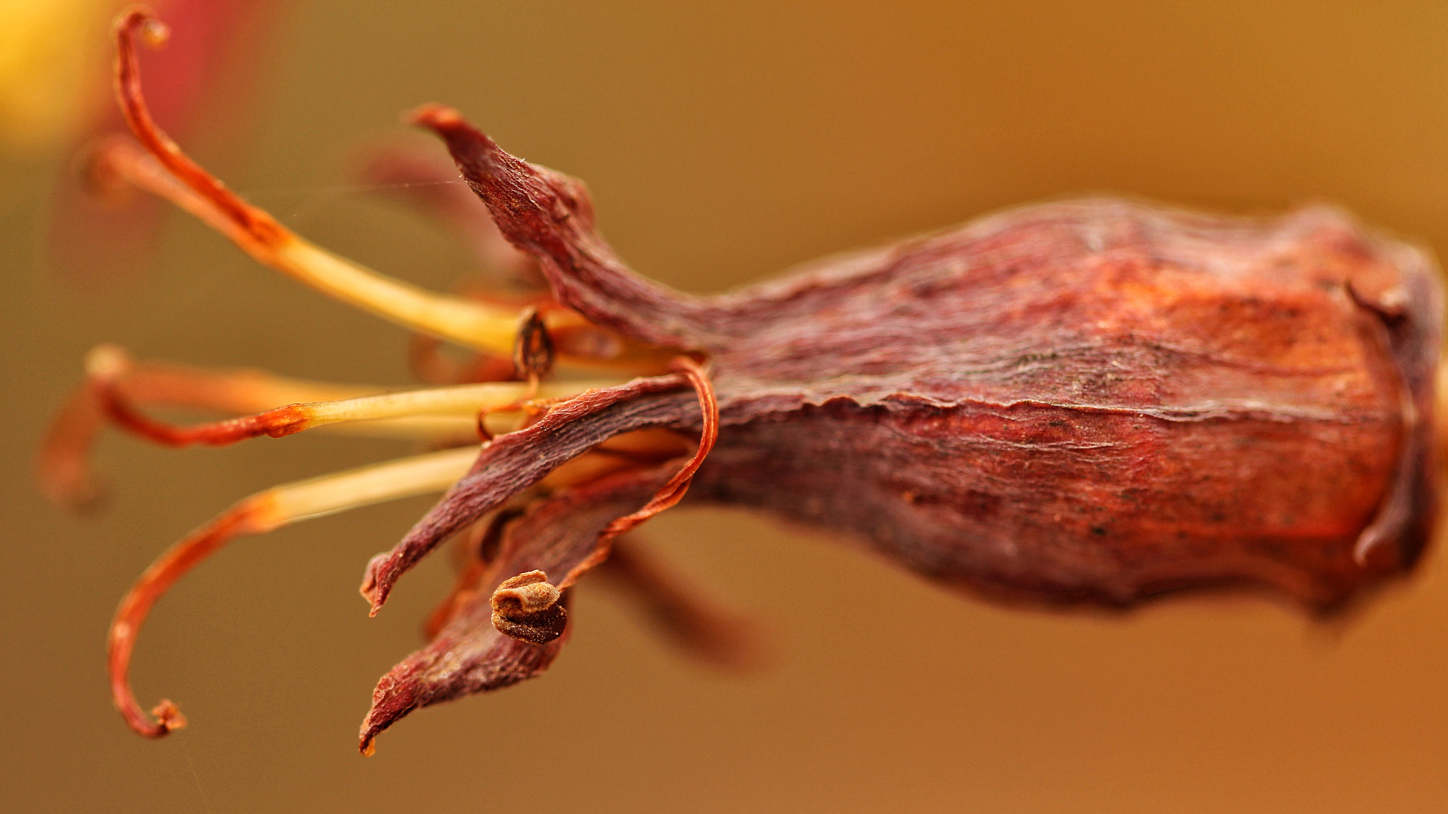 Canon EF 100mm F2.8L Macro IS USM sample photo. Blossom 9 photography