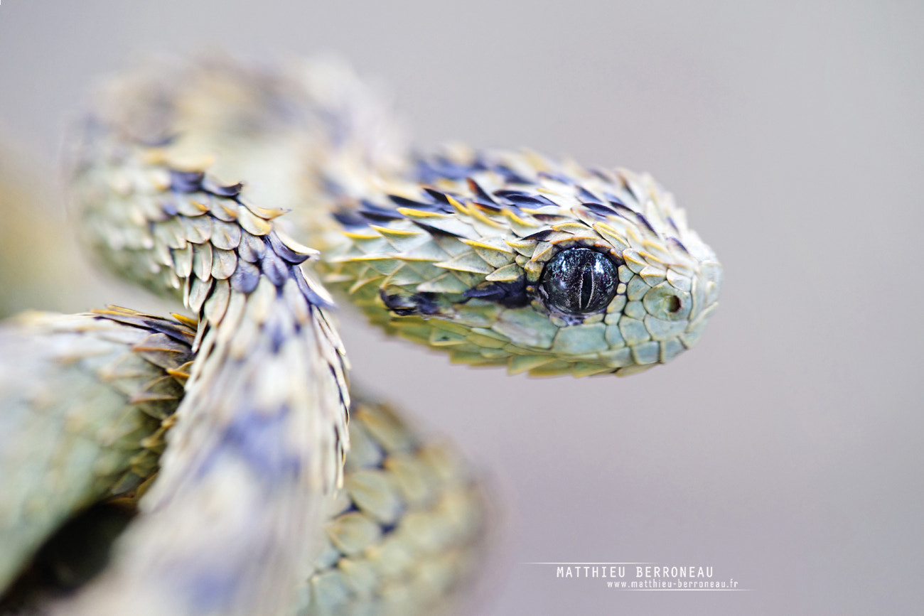 Sony a7 II + Sony FE 90mm F2.8 Macro G OSS sample photo. Dragon snake photography