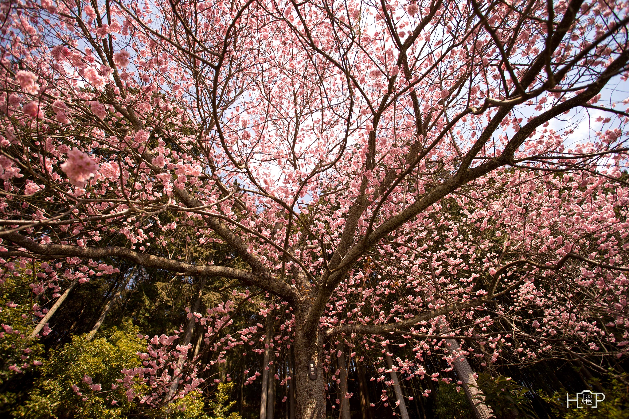 Canon EOS-1D X + Canon EF 17-40mm F4L USM sample photo. Japan sakura photography