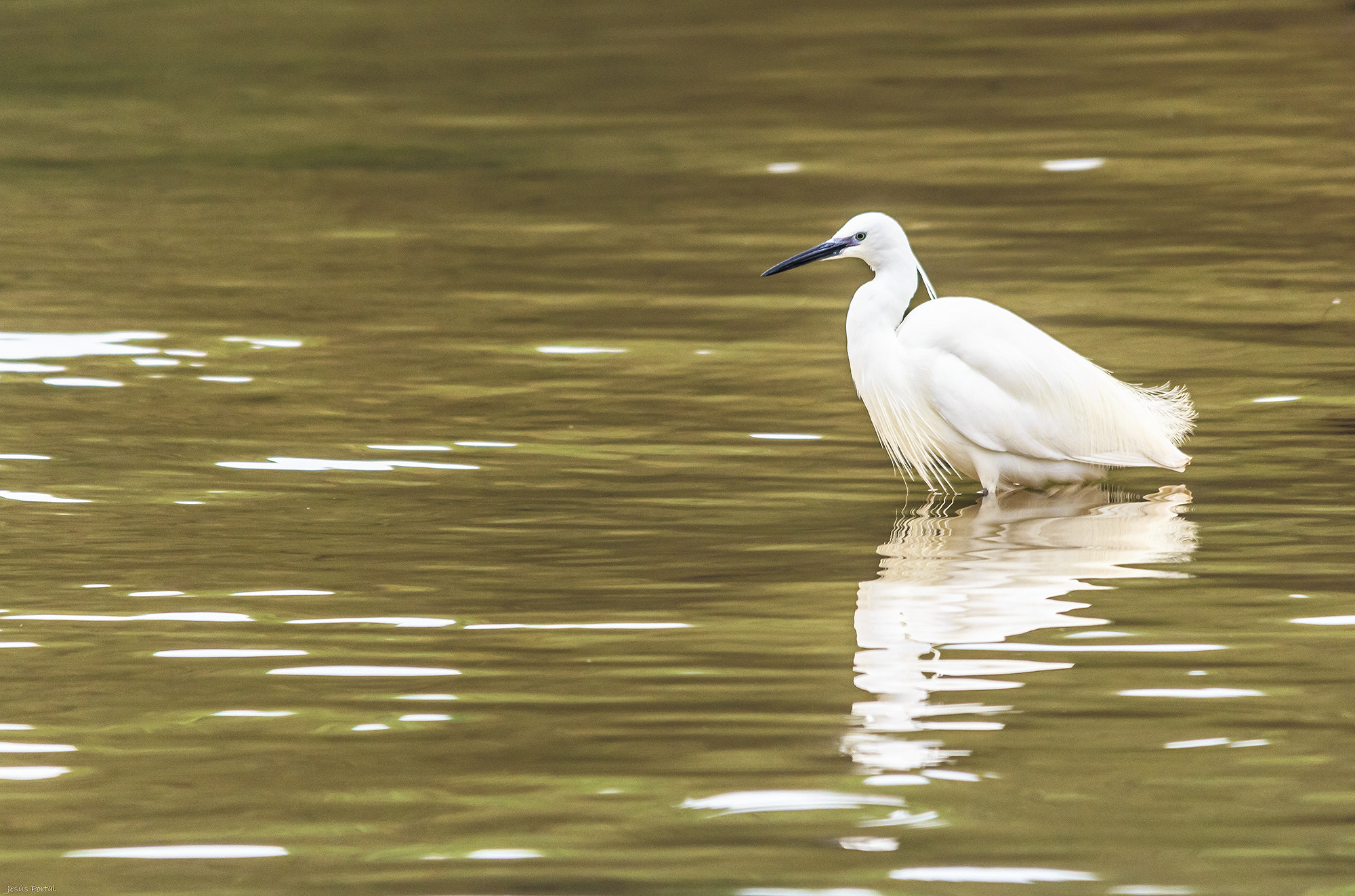 Canon EOS 60D sample photo. Garceta común. (egretta garzetta). photography