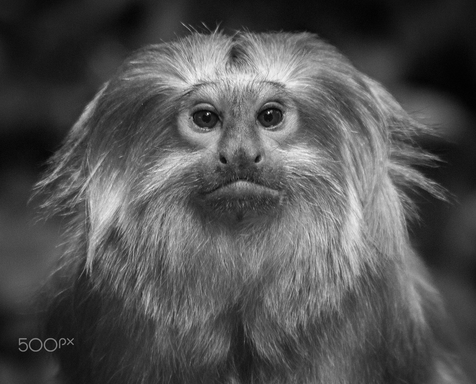 Canon EF 70-300mm F4-5.6 IS USM sample photo. Monkey portrait photography