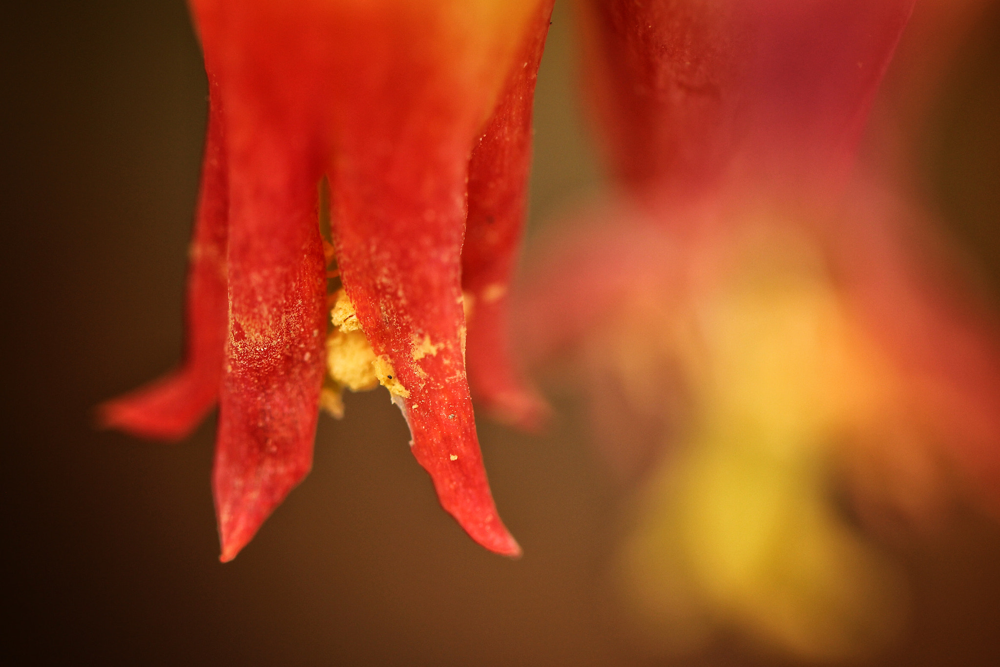 Canon EF 100mm F2.8L Macro IS USM sample photo. Blossom ten photography