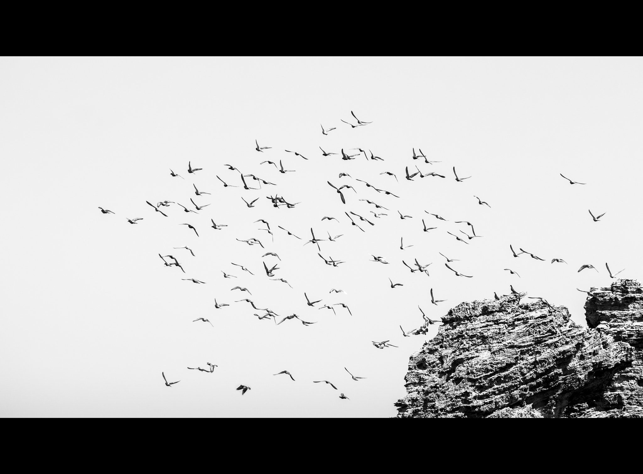 Canon EF-S 55-250mm F4-5.6 IS sample photo. A kit of pigeons photography