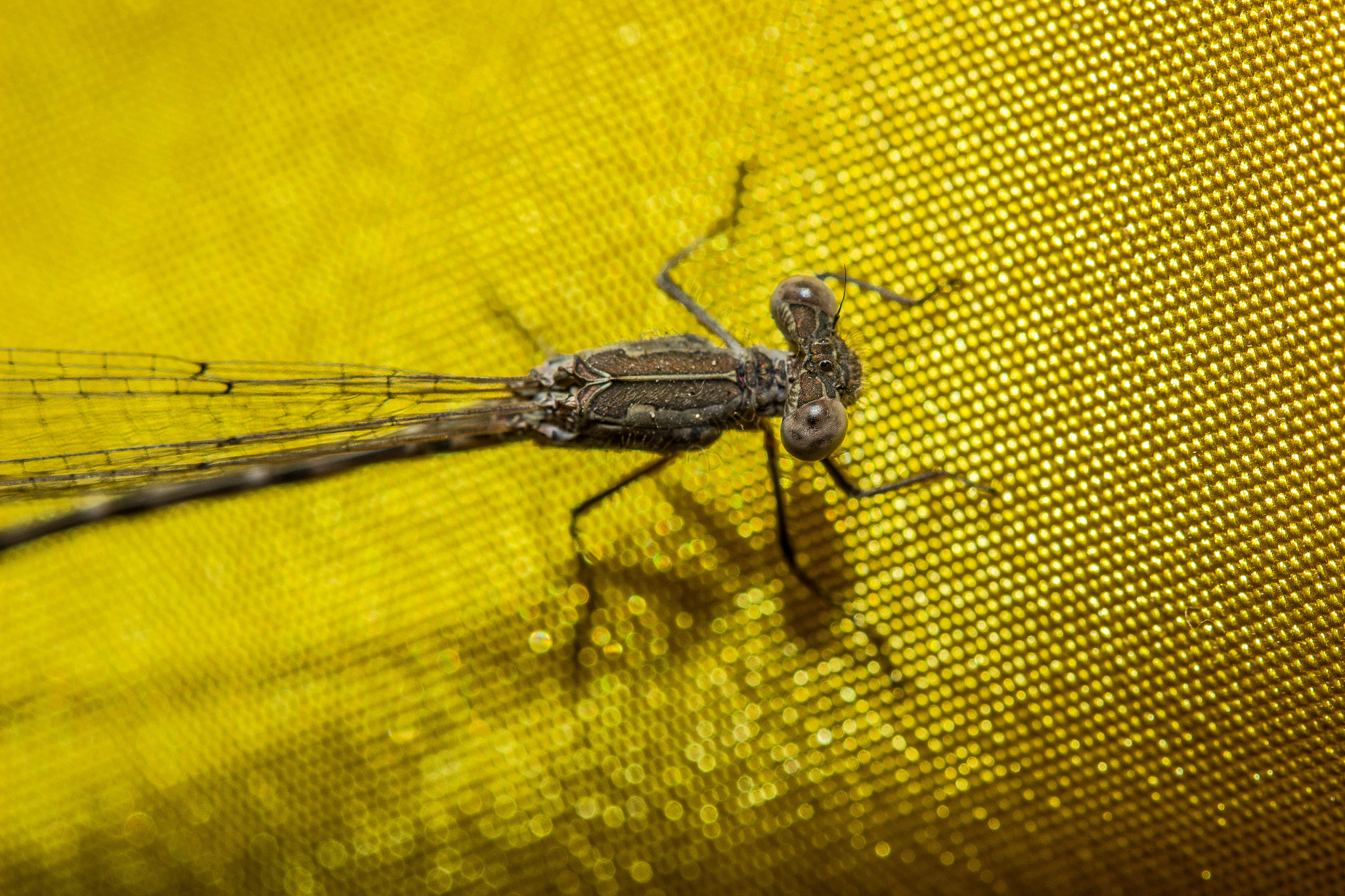 Canon EF 100mm F2.8 Macro USM sample photo. Img photography