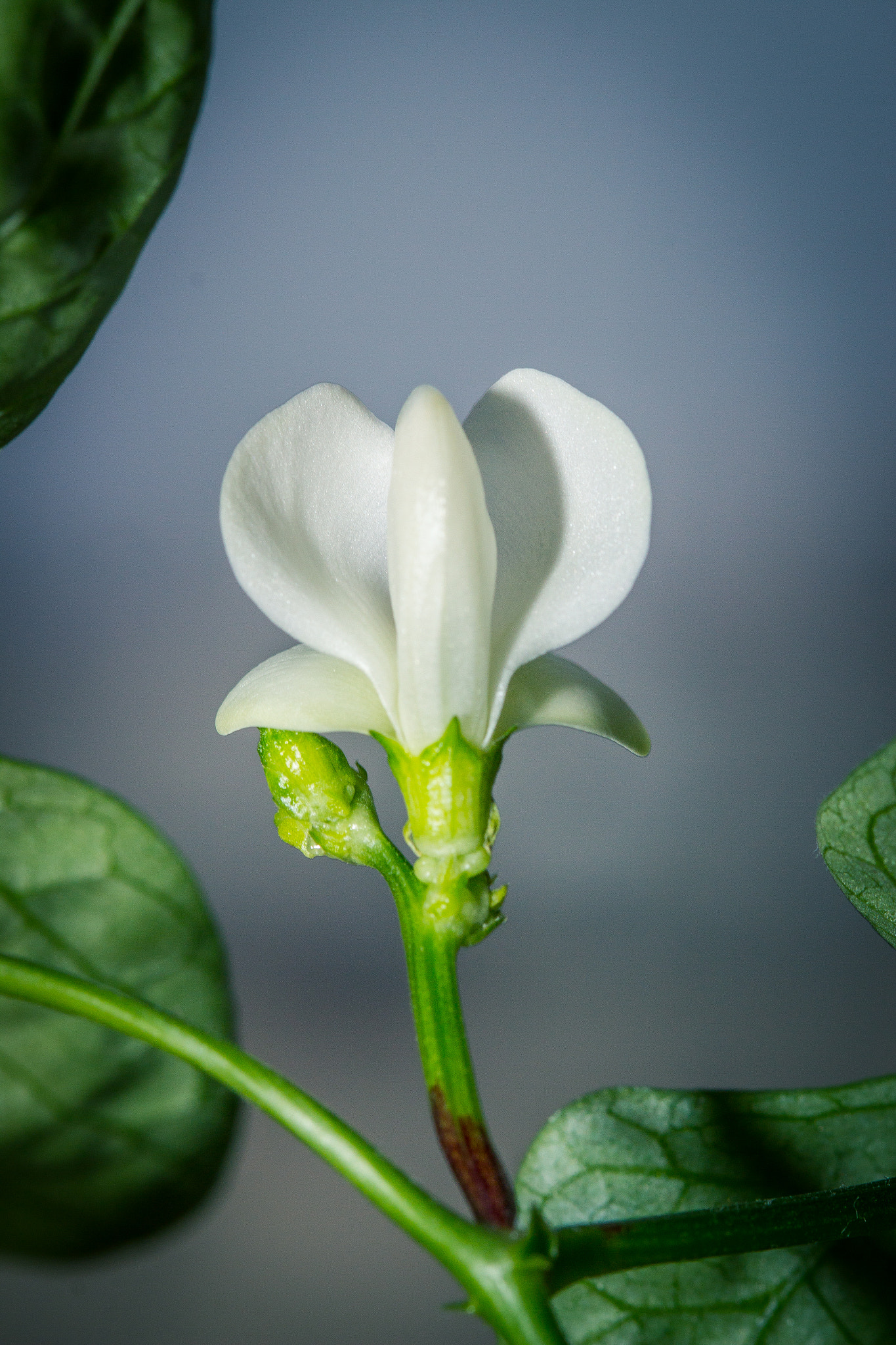 Canon EF 100mm F2.8 Macro USM sample photo. Img photography