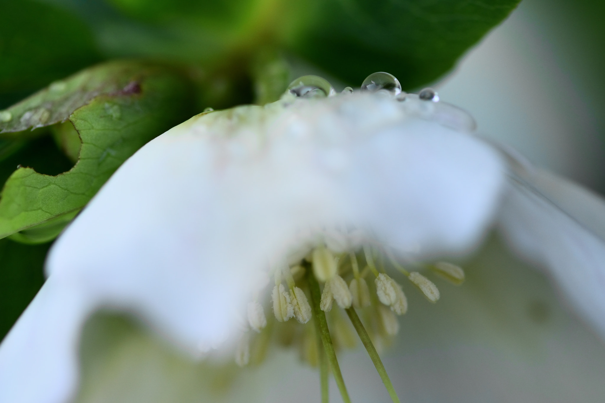 Nikon AF-S Micro-Nikkor 105mm F2.8G IF-ED VR sample photo. 雨上がり photography