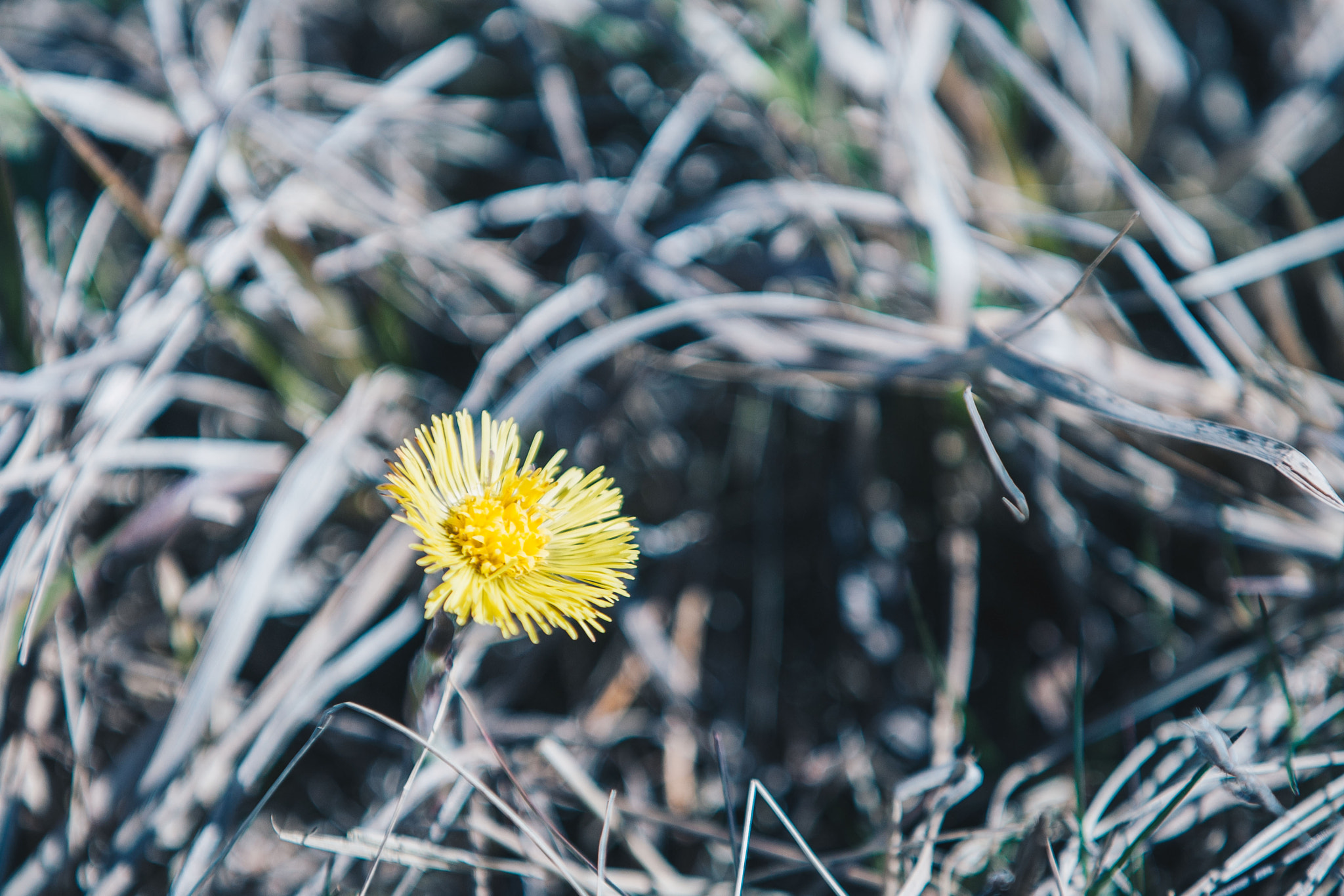 Canon EOS-1D Mark III sample photo. Spring colors photography