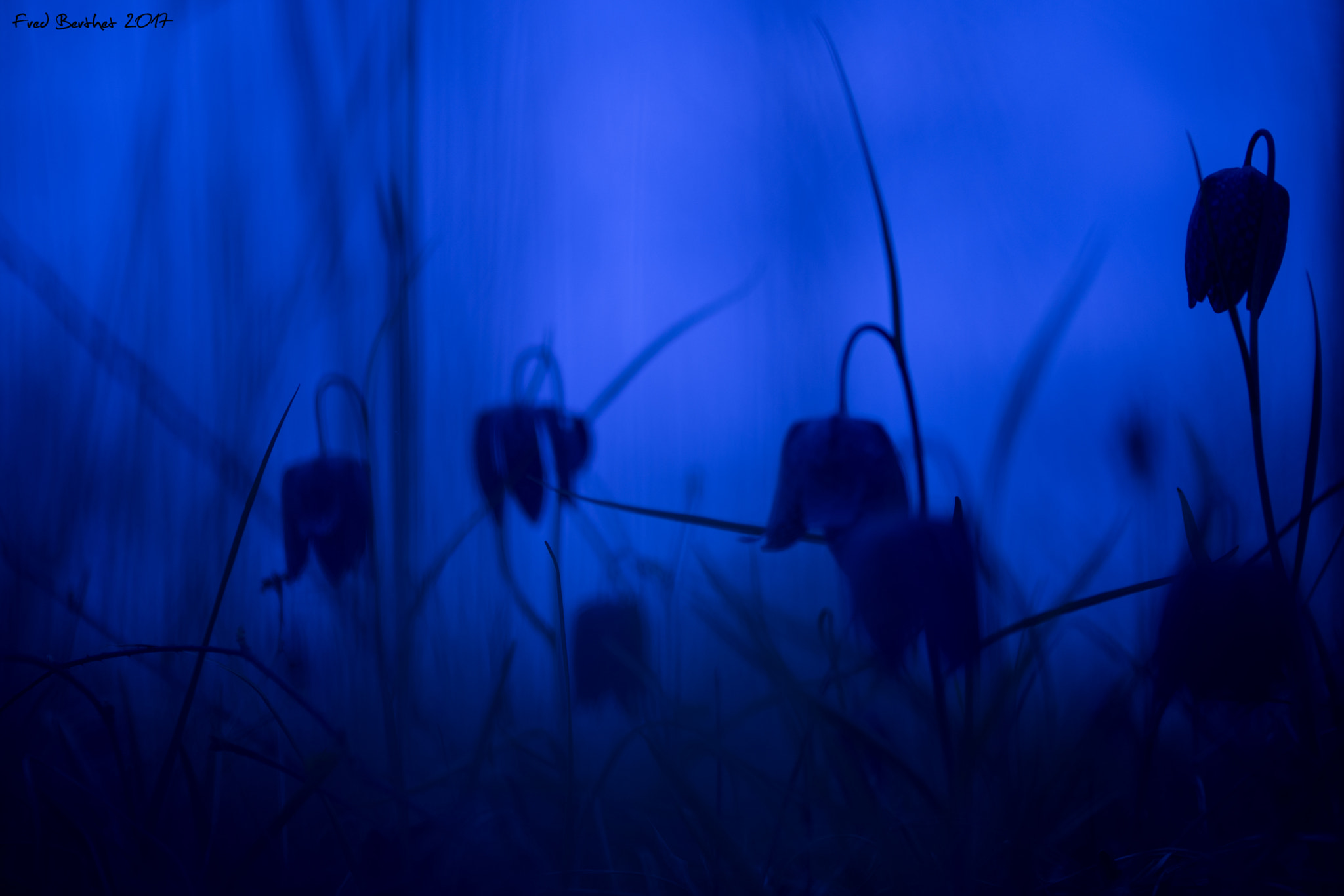 Sigma 105mm F2.8 EX DG OS HSM sample photo. Night blue photography
