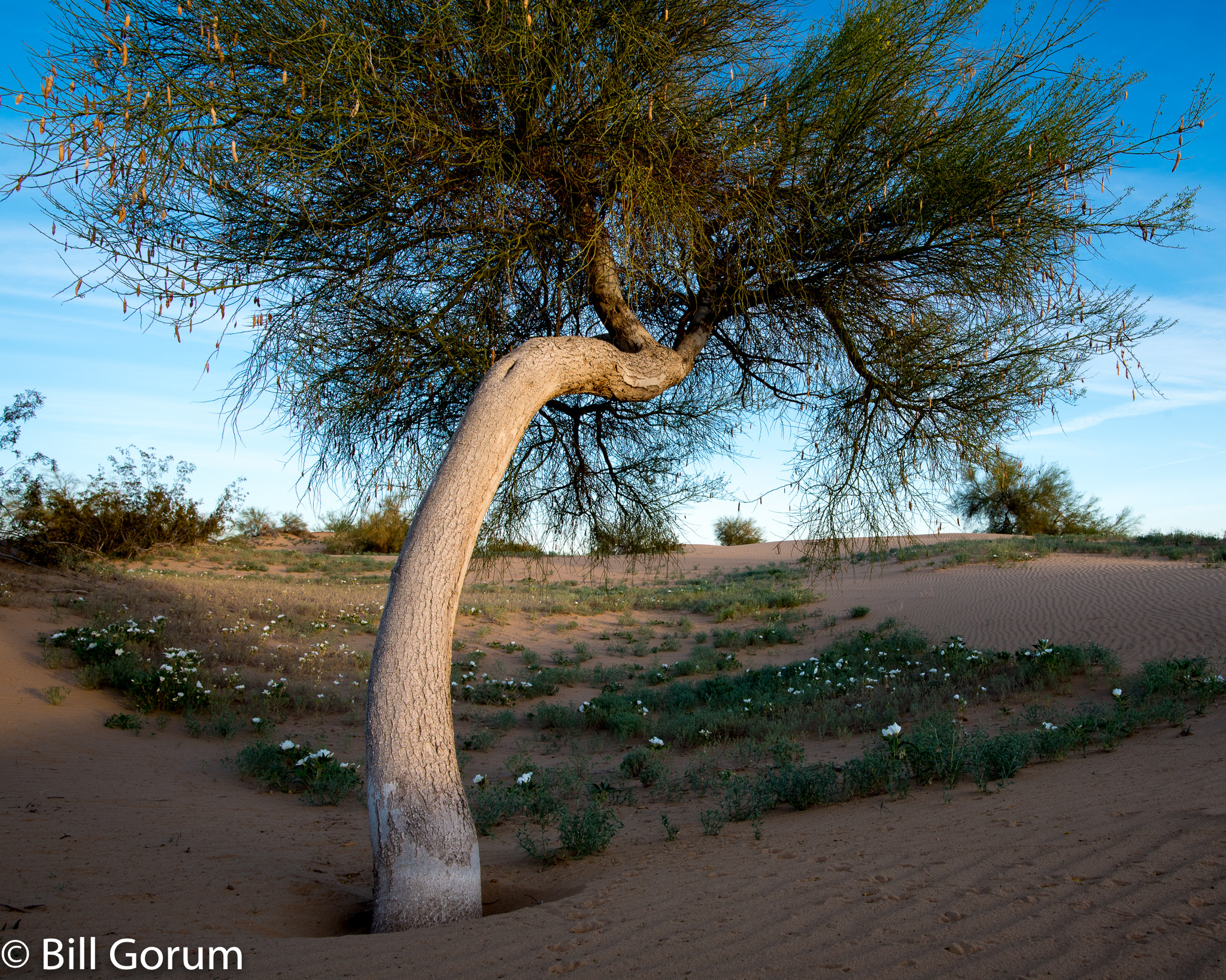 Nikon D750 + Nikon AF-S Nikkor 20mm F1.8G ED sample photo. Blue palo verde. photography